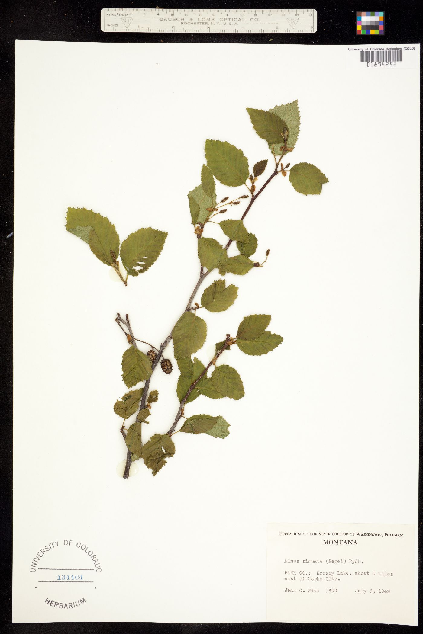 Alnus viridis subsp. sinuata image