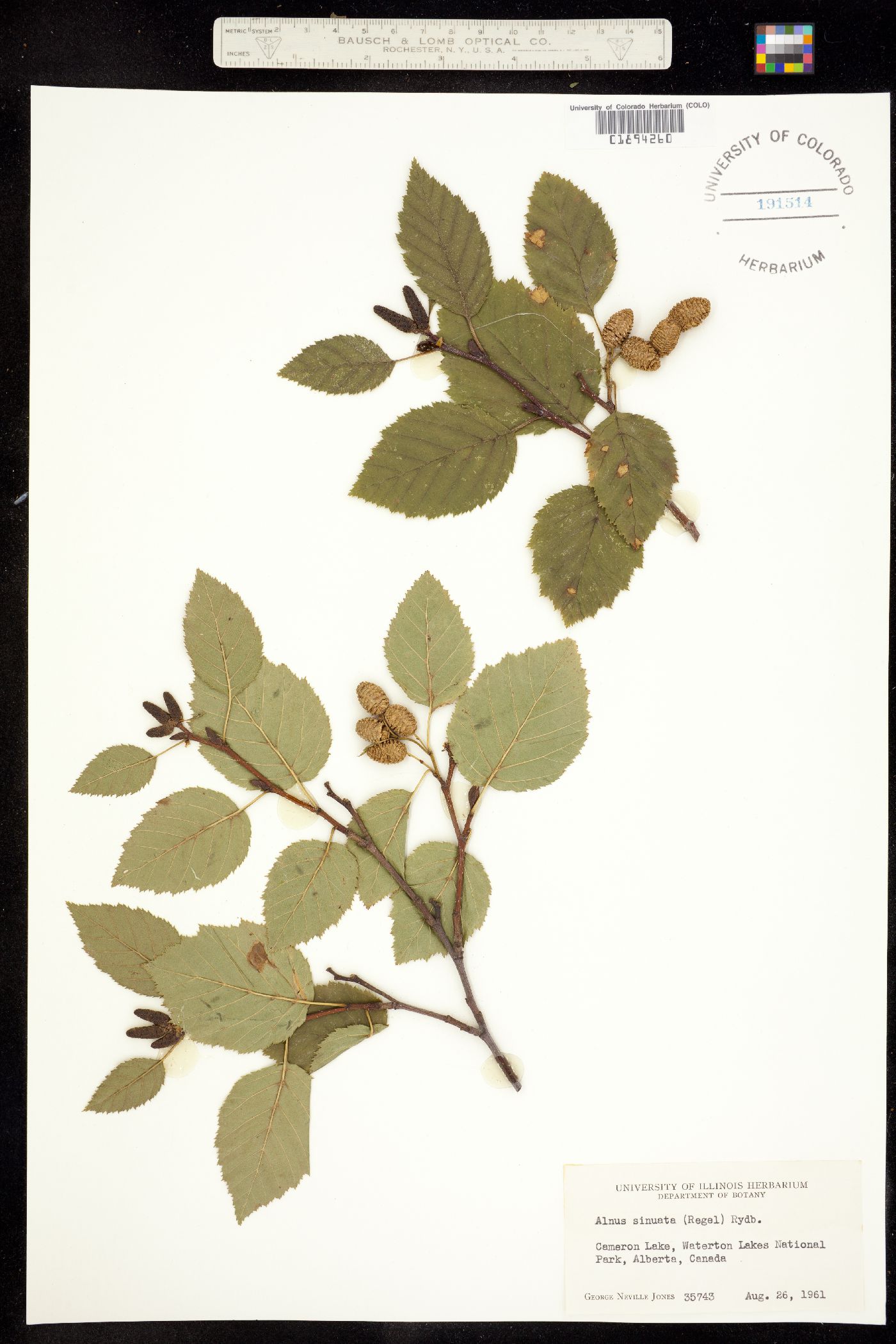 Alnus viridis image