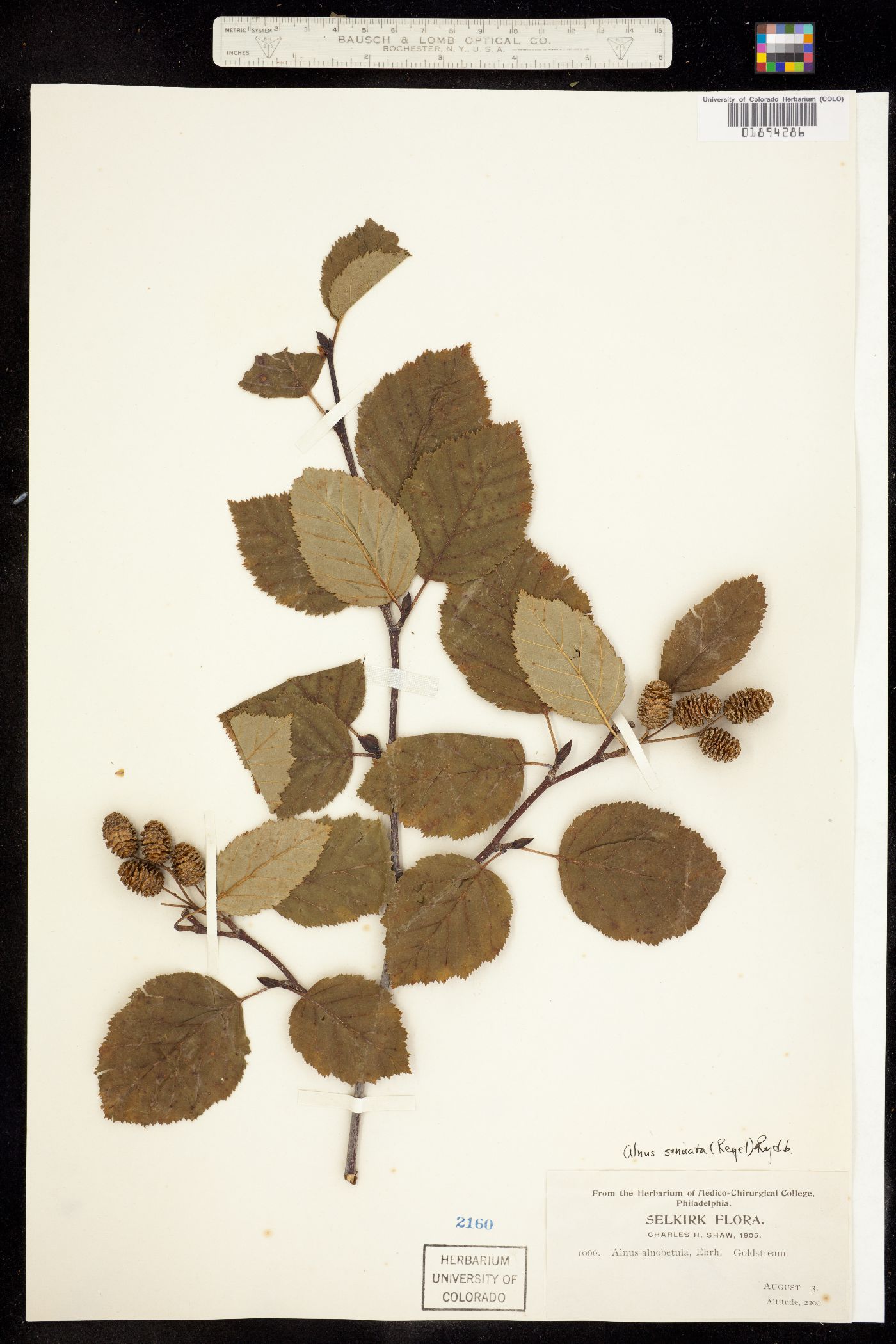 Alnus viridis subsp. sinuata image