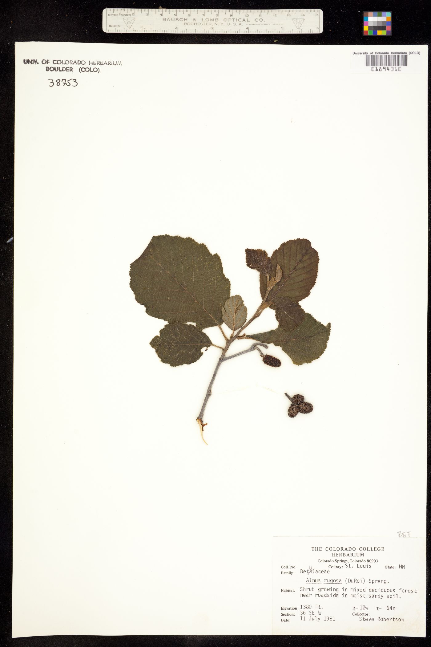 Alnus incana ssp. rugosa image