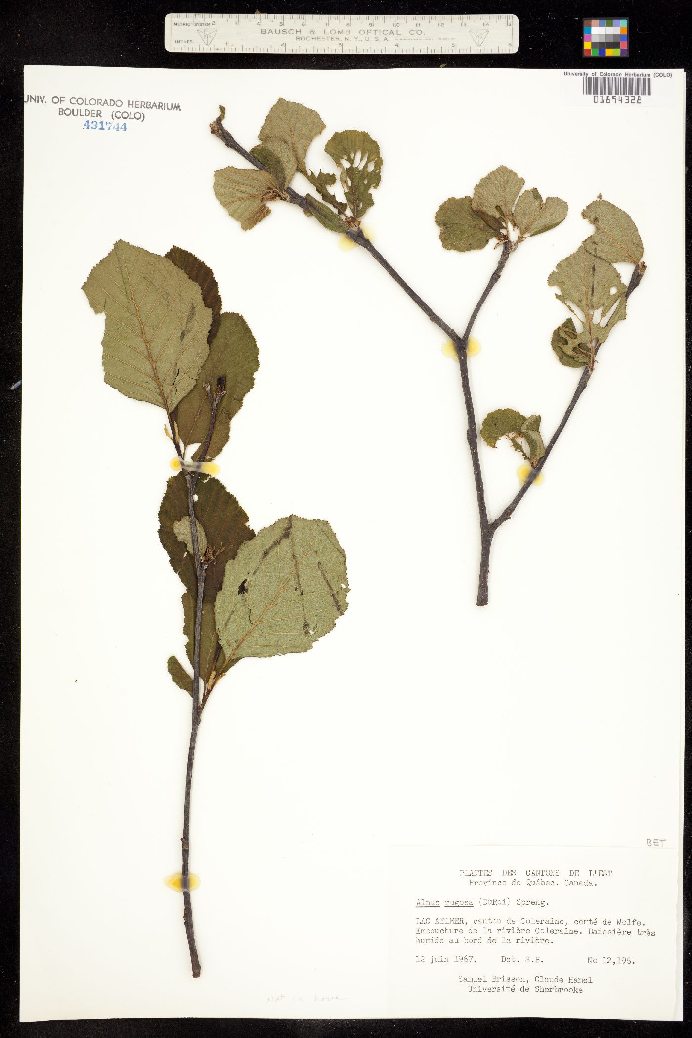 Alnus incana ssp. rugosa image