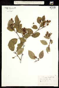 Alnus viridis ssp. sinuata image
