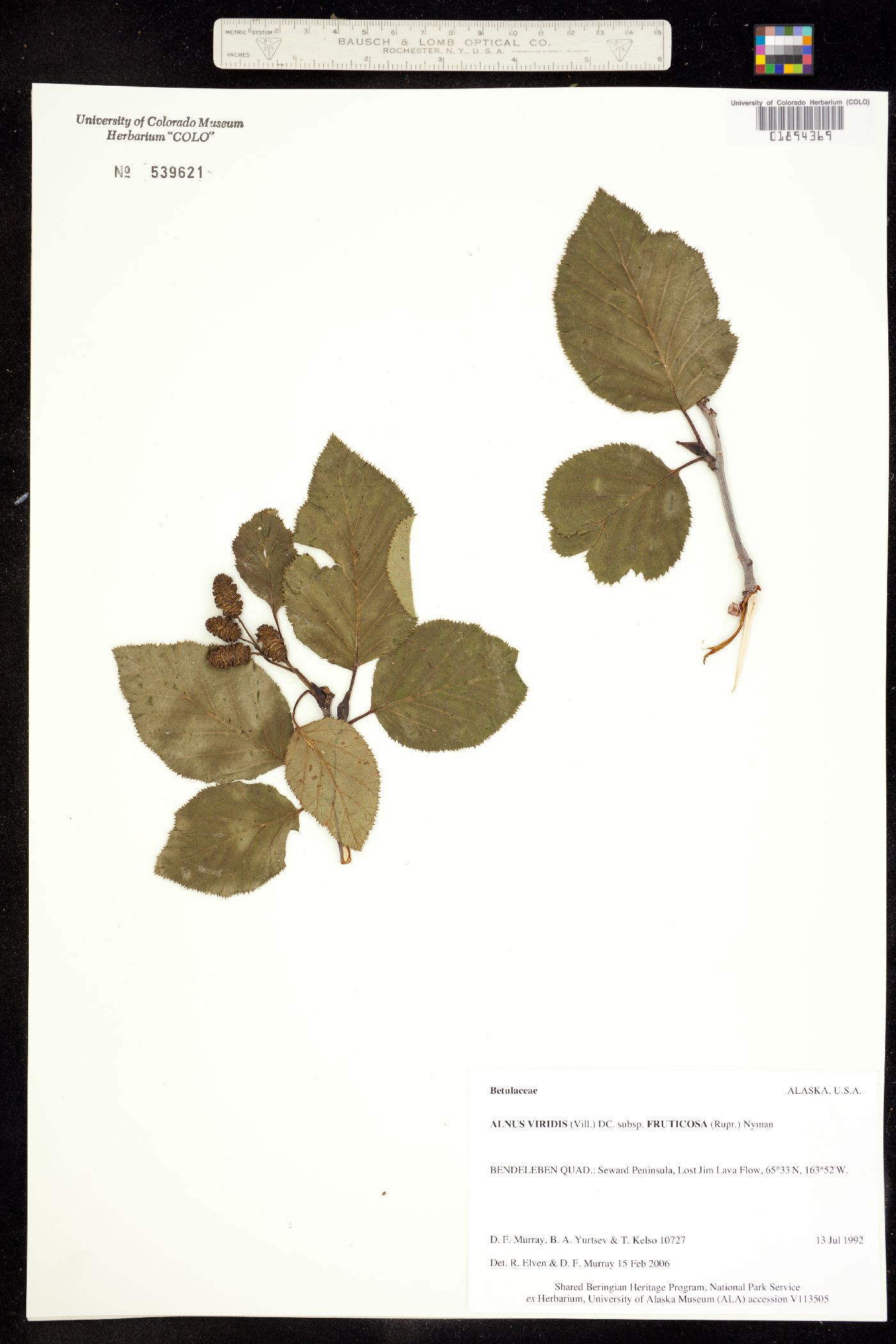 Alnus viridis subsp. fruticosa image