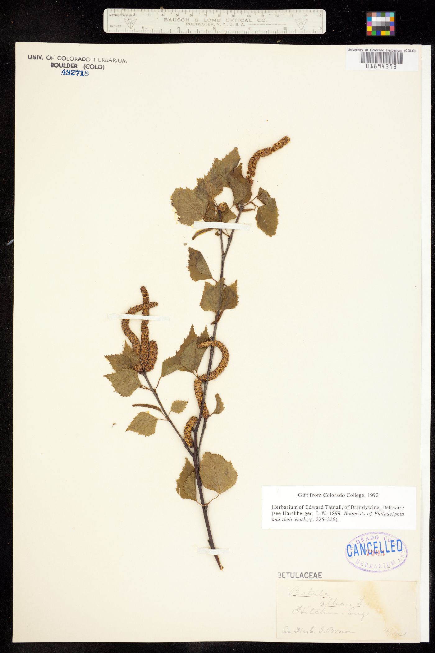 Betula pubescens ssp. pubescens image