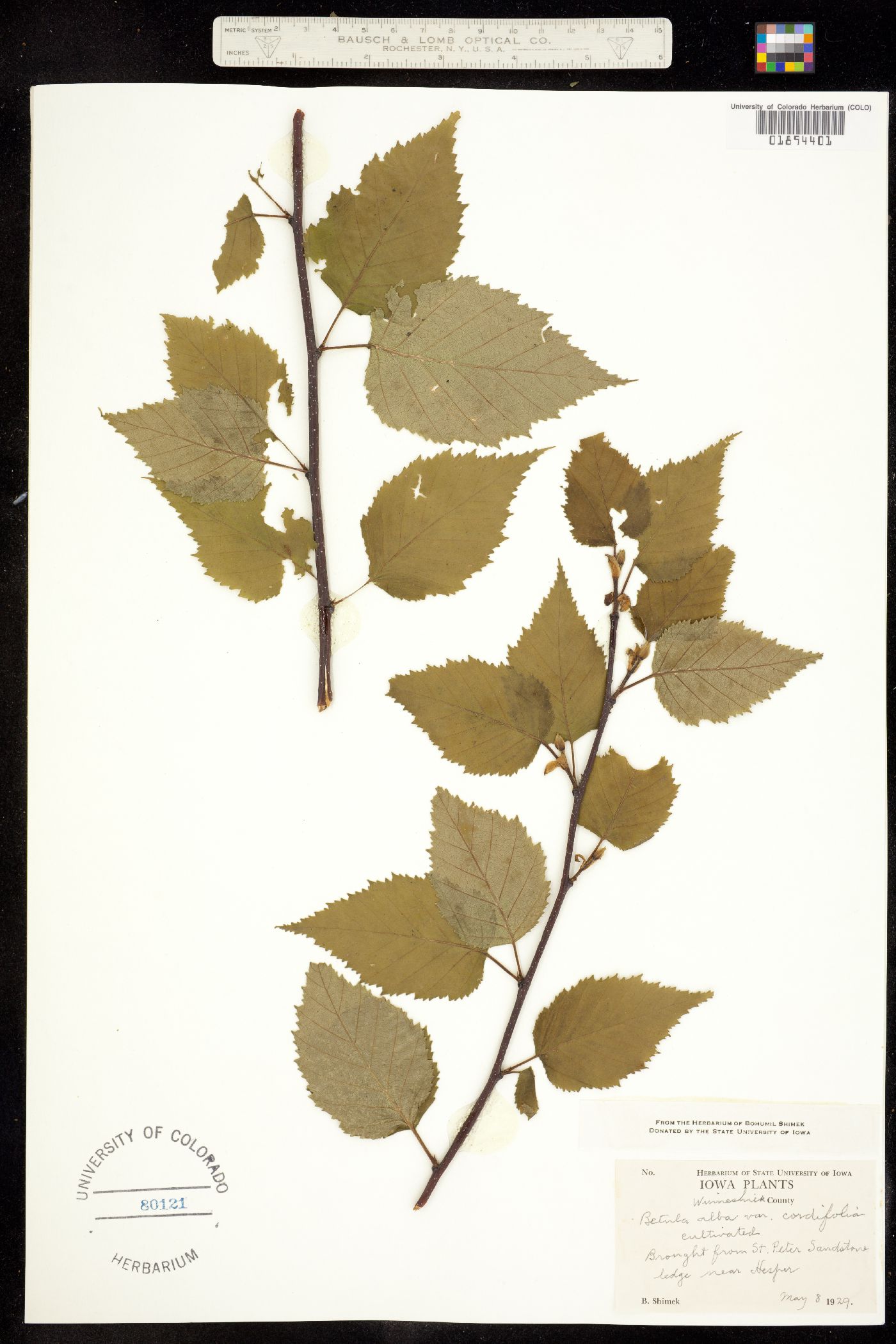 Betula pubescens image