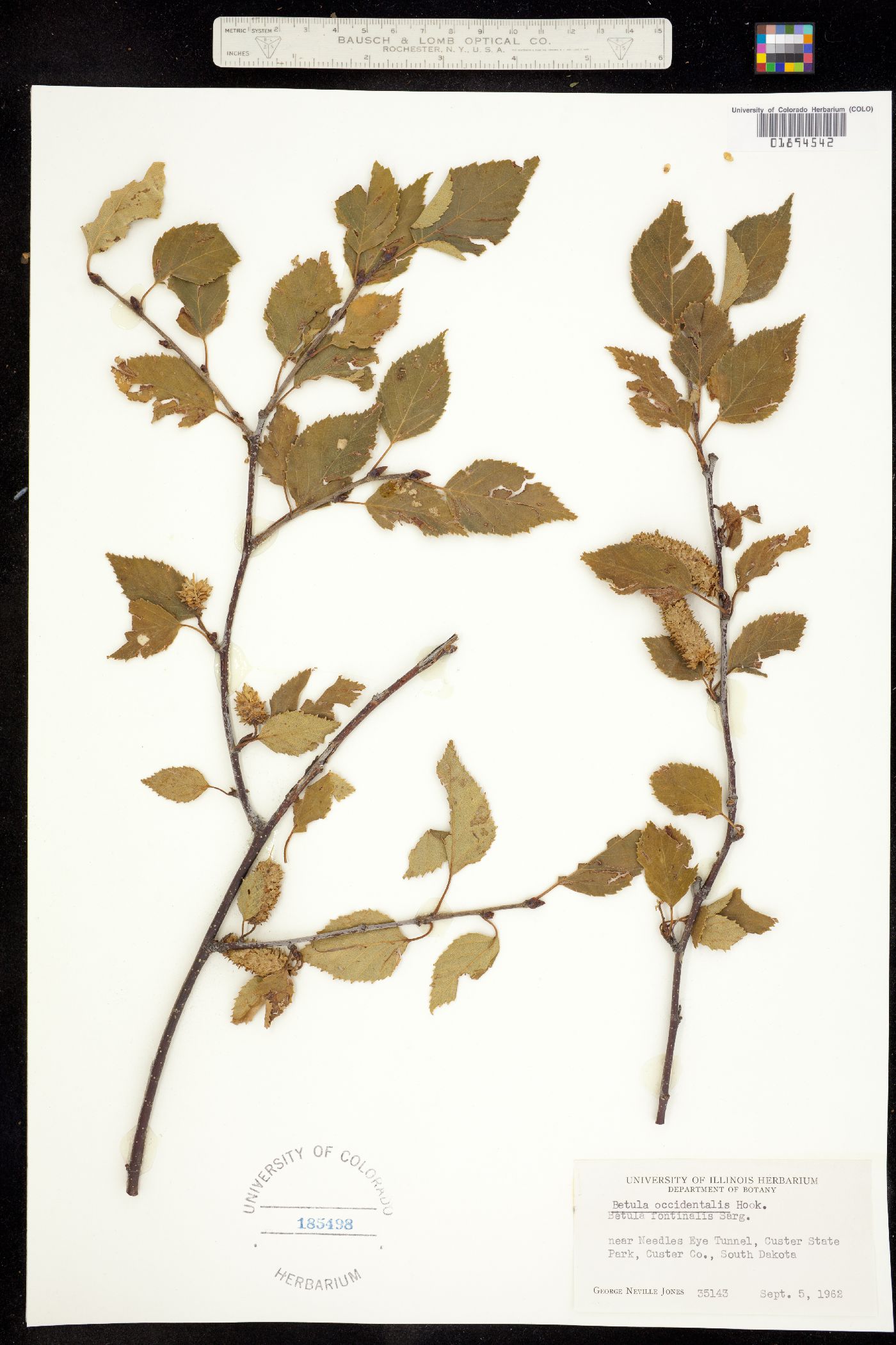 Betula occidentalis image