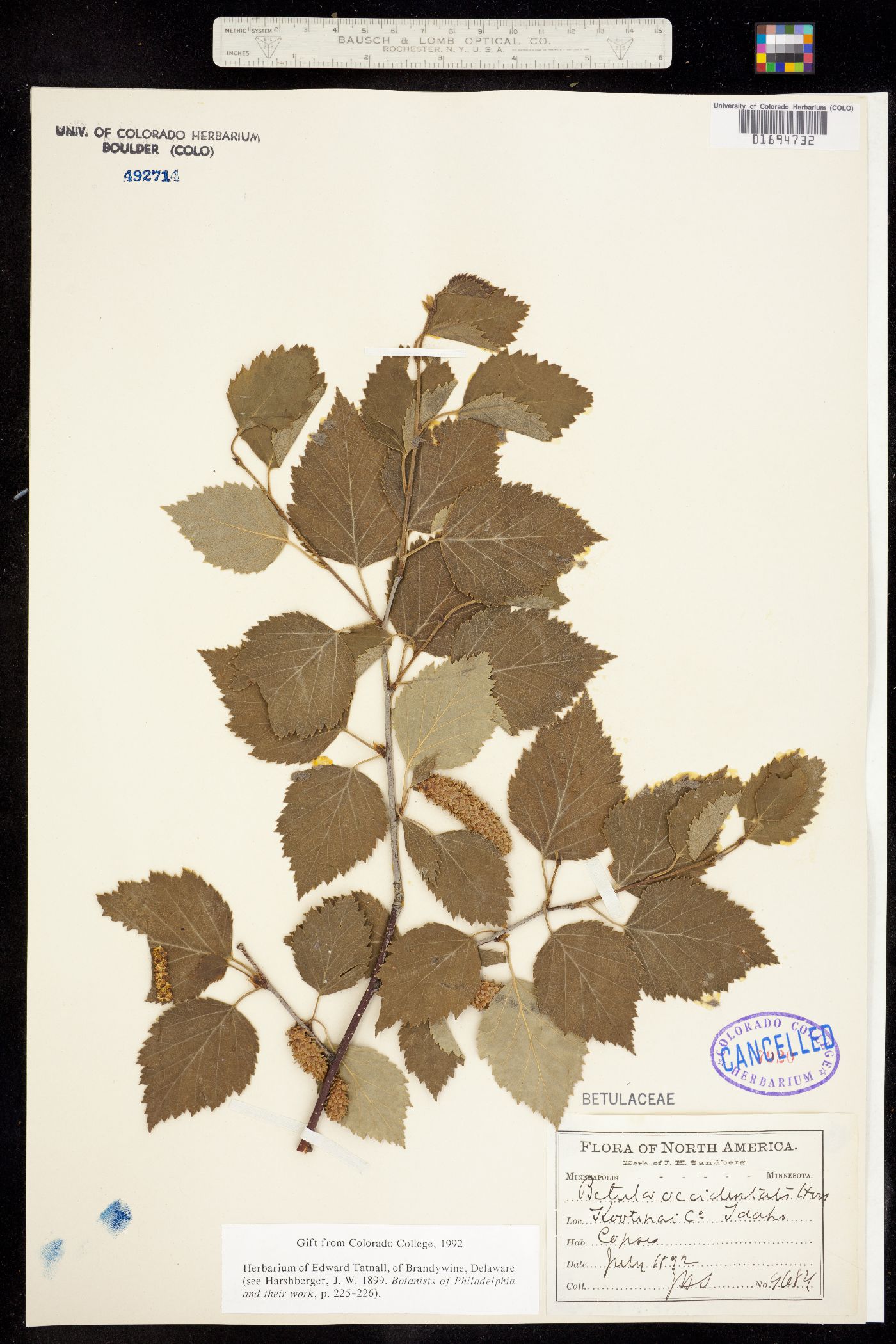 Betula image