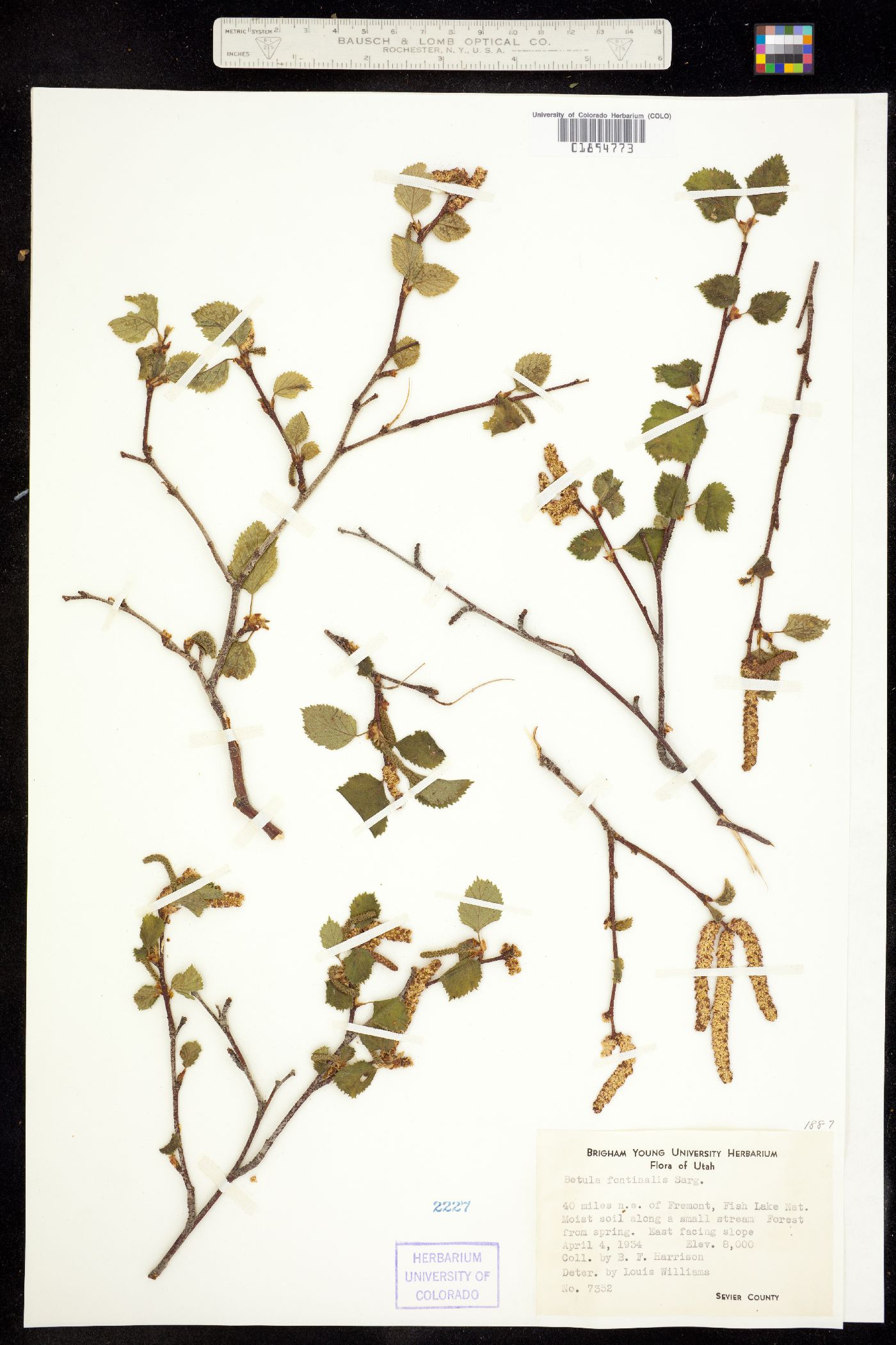 Betula image
