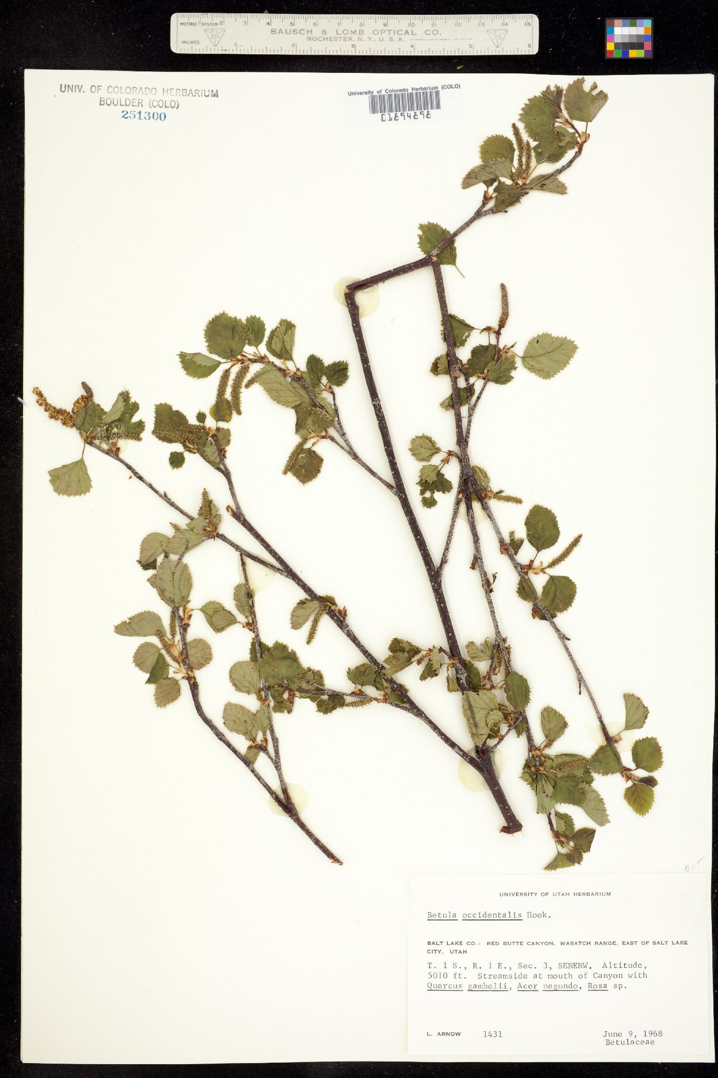 Betula occidentalis image