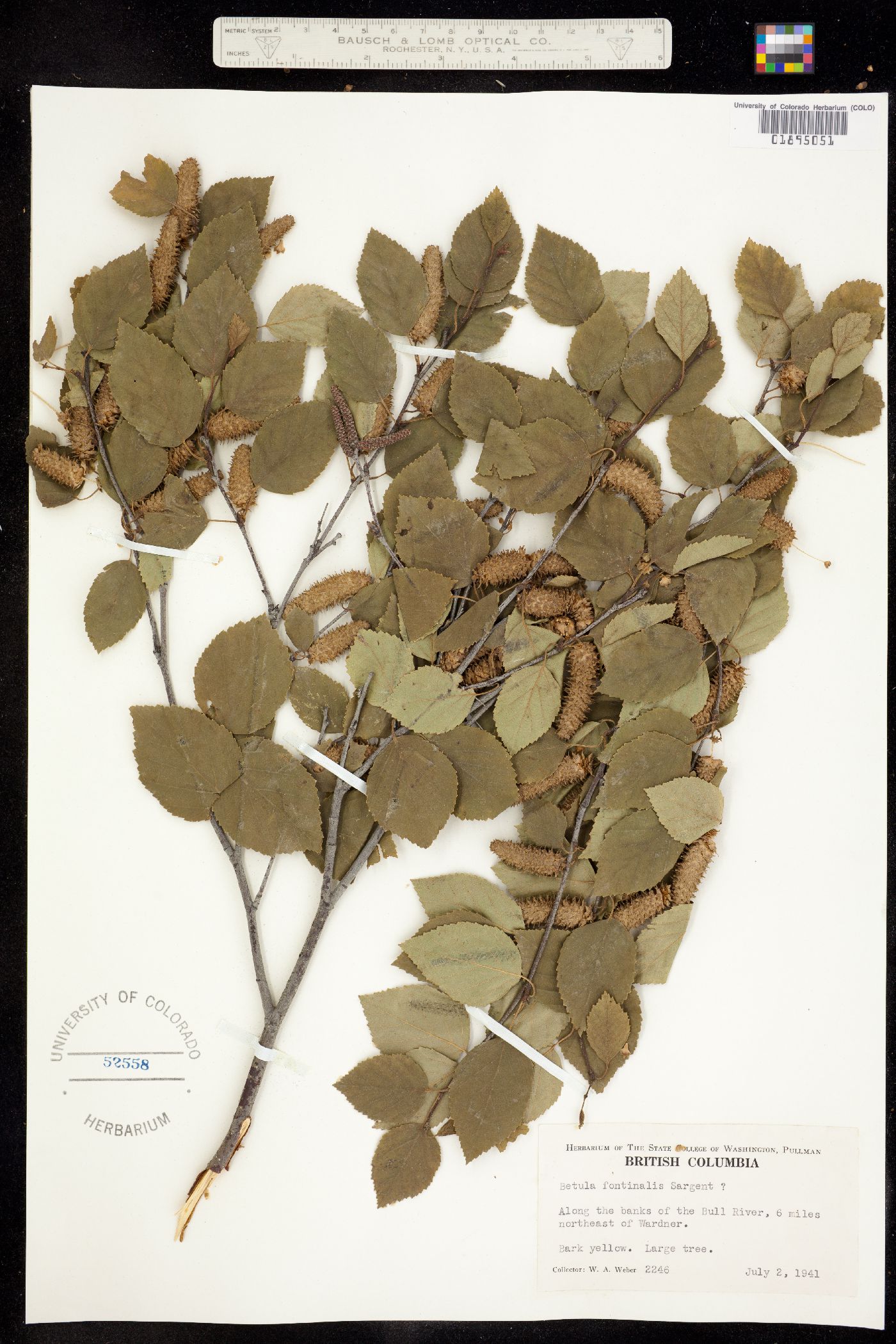 Betula occidentalis image