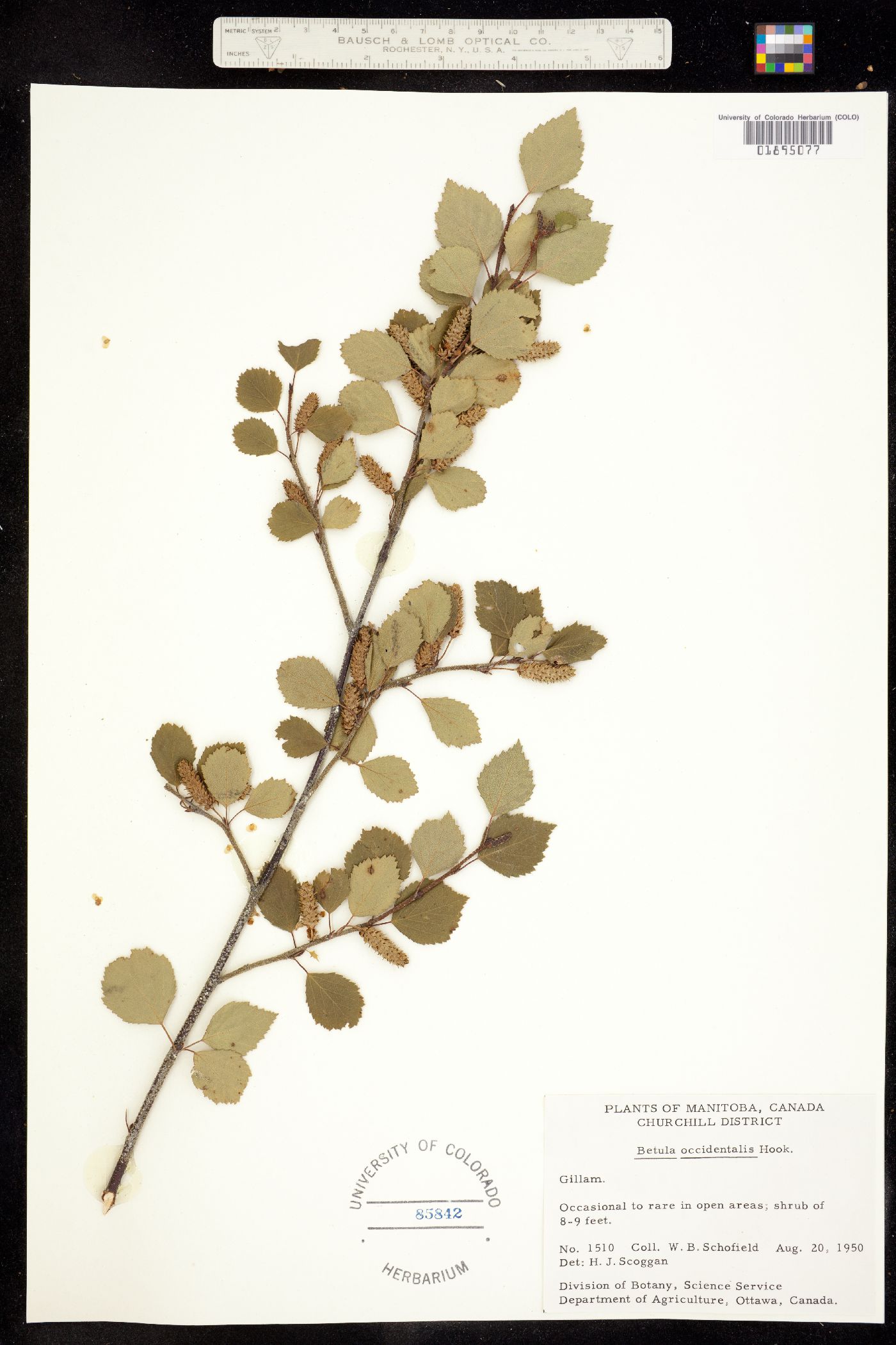 Betula occidentalis image