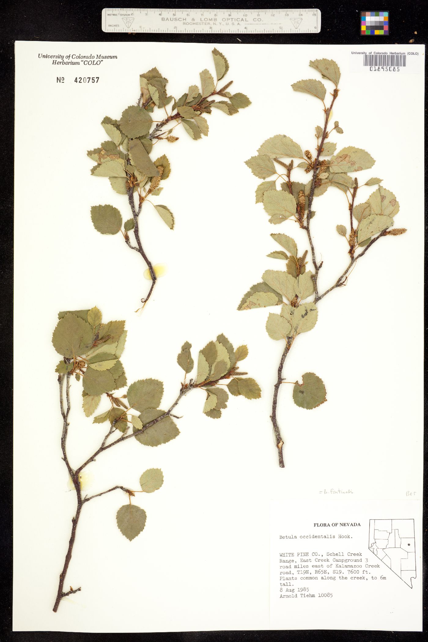 Betula occidentalis image
