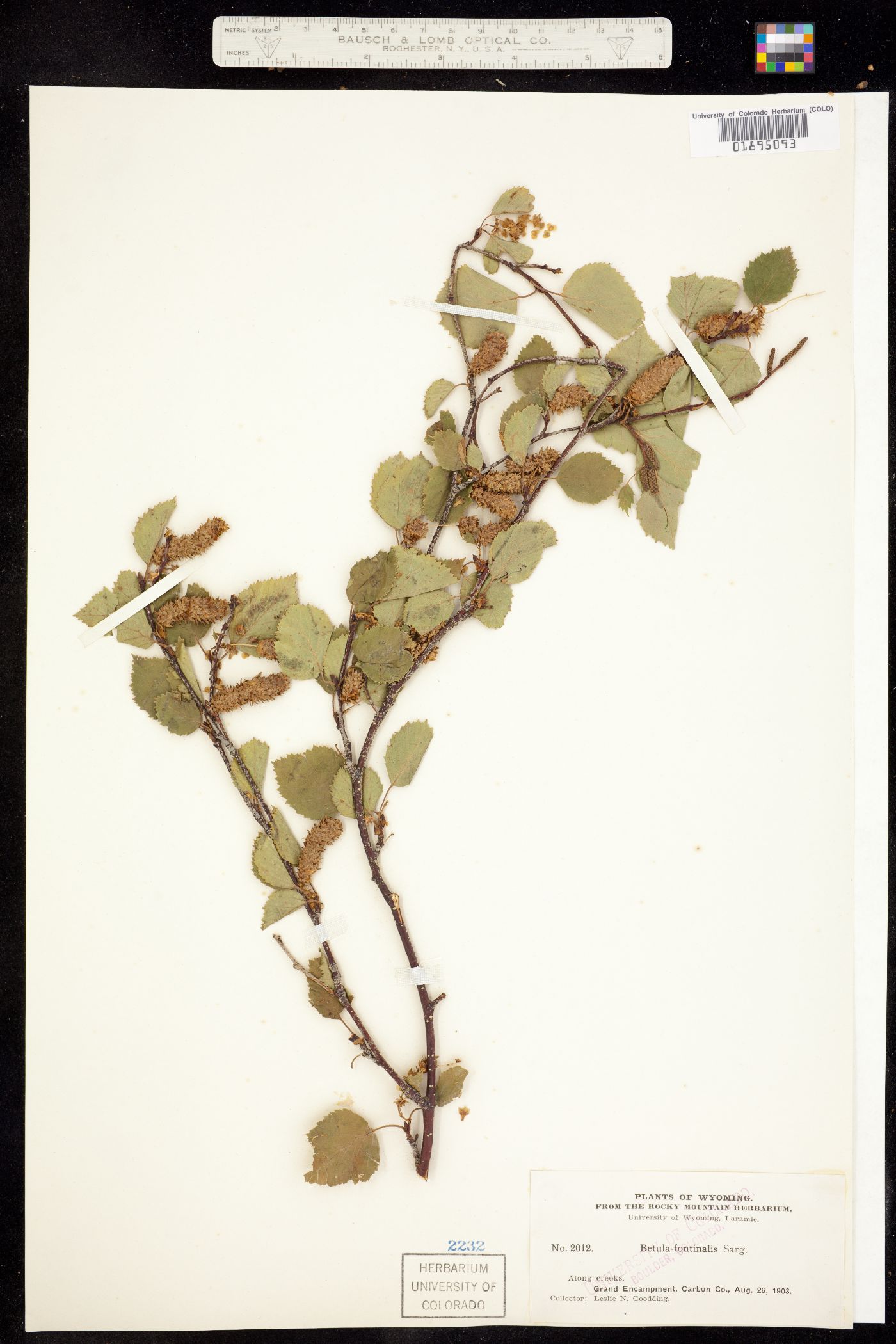 Betula occidentalis image