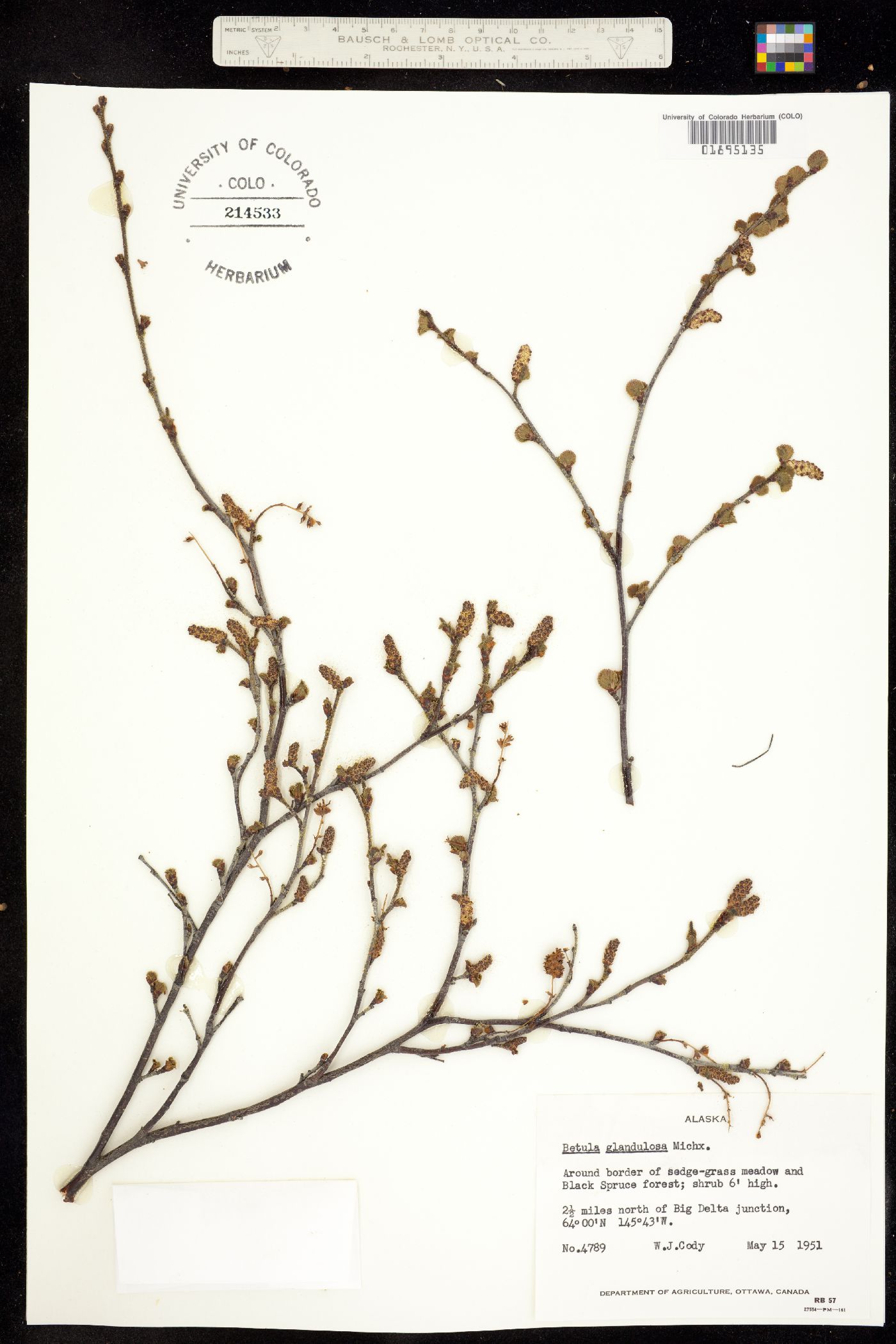 Betula glandulosa image