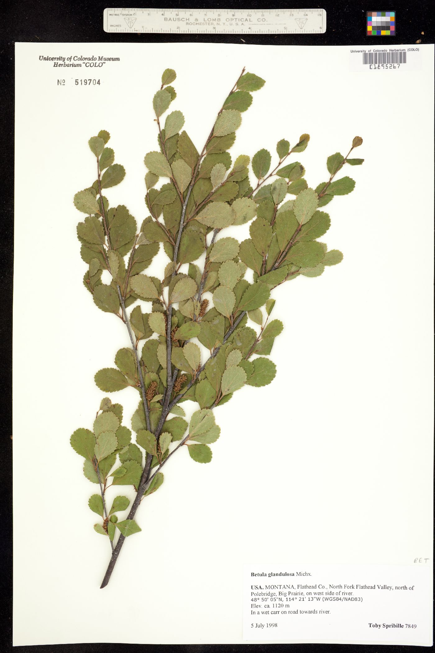 Betula glandulosa image