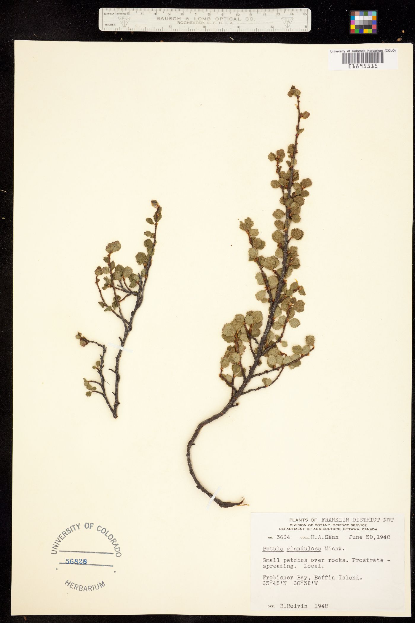 Betula glandulosa image