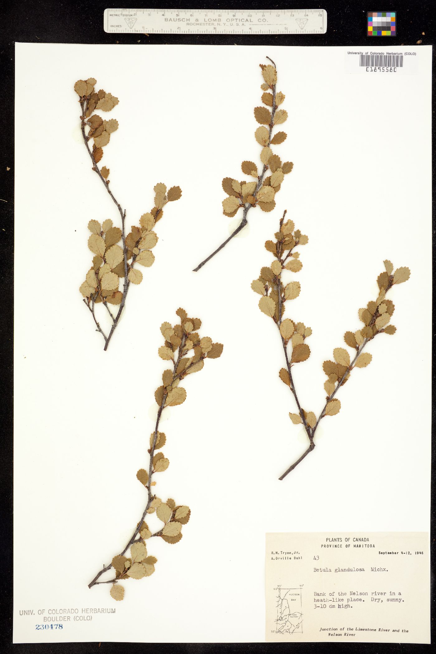 Betula glandulosa image