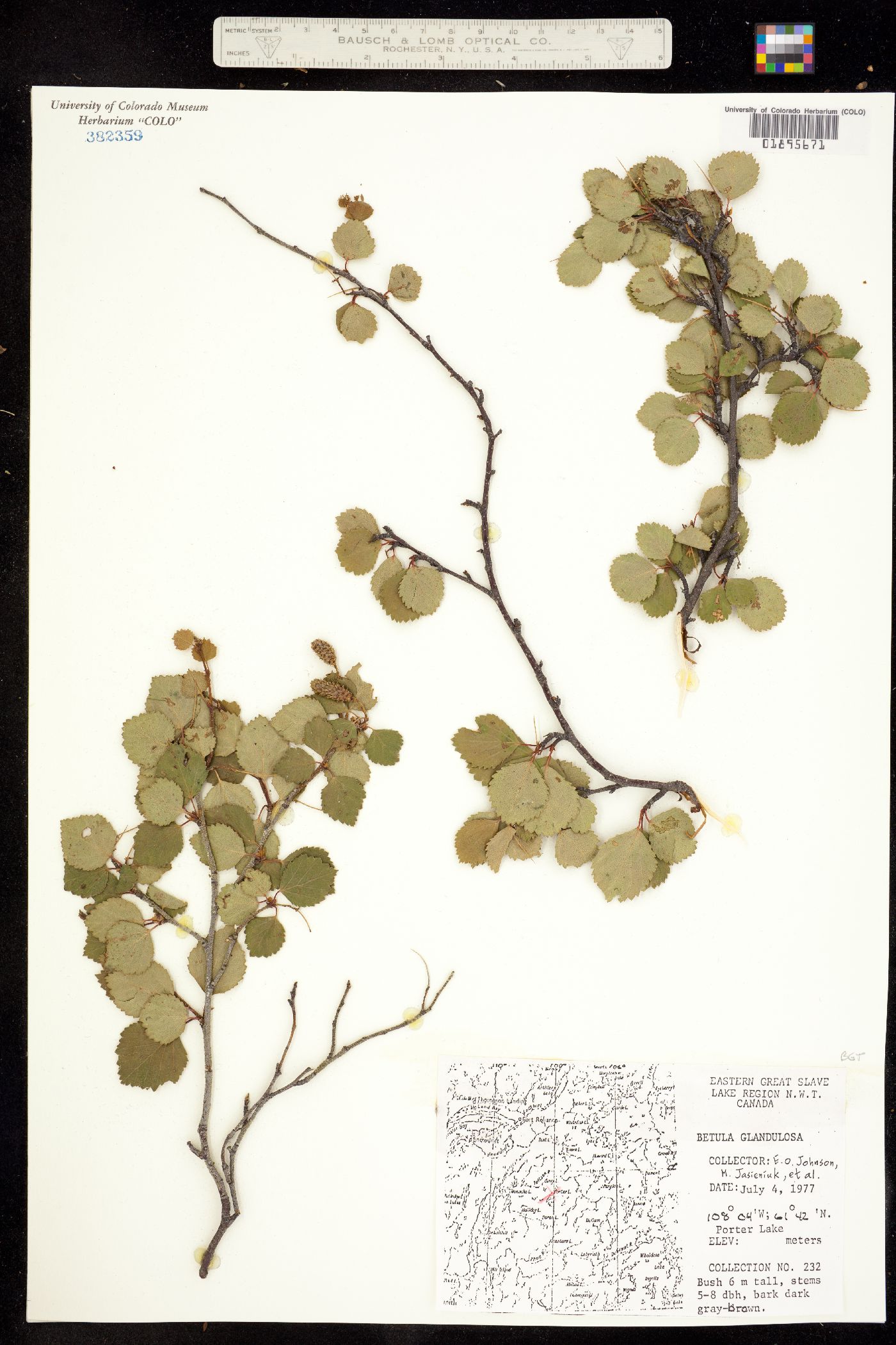 Betula glandulosa image