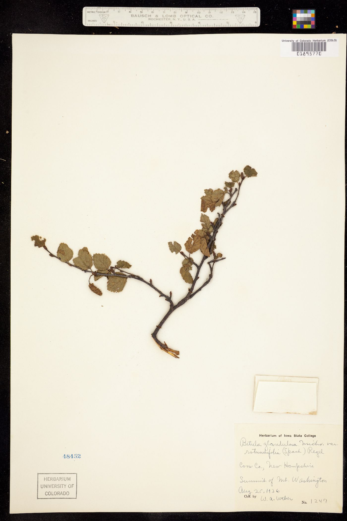 Betula glandulosa image