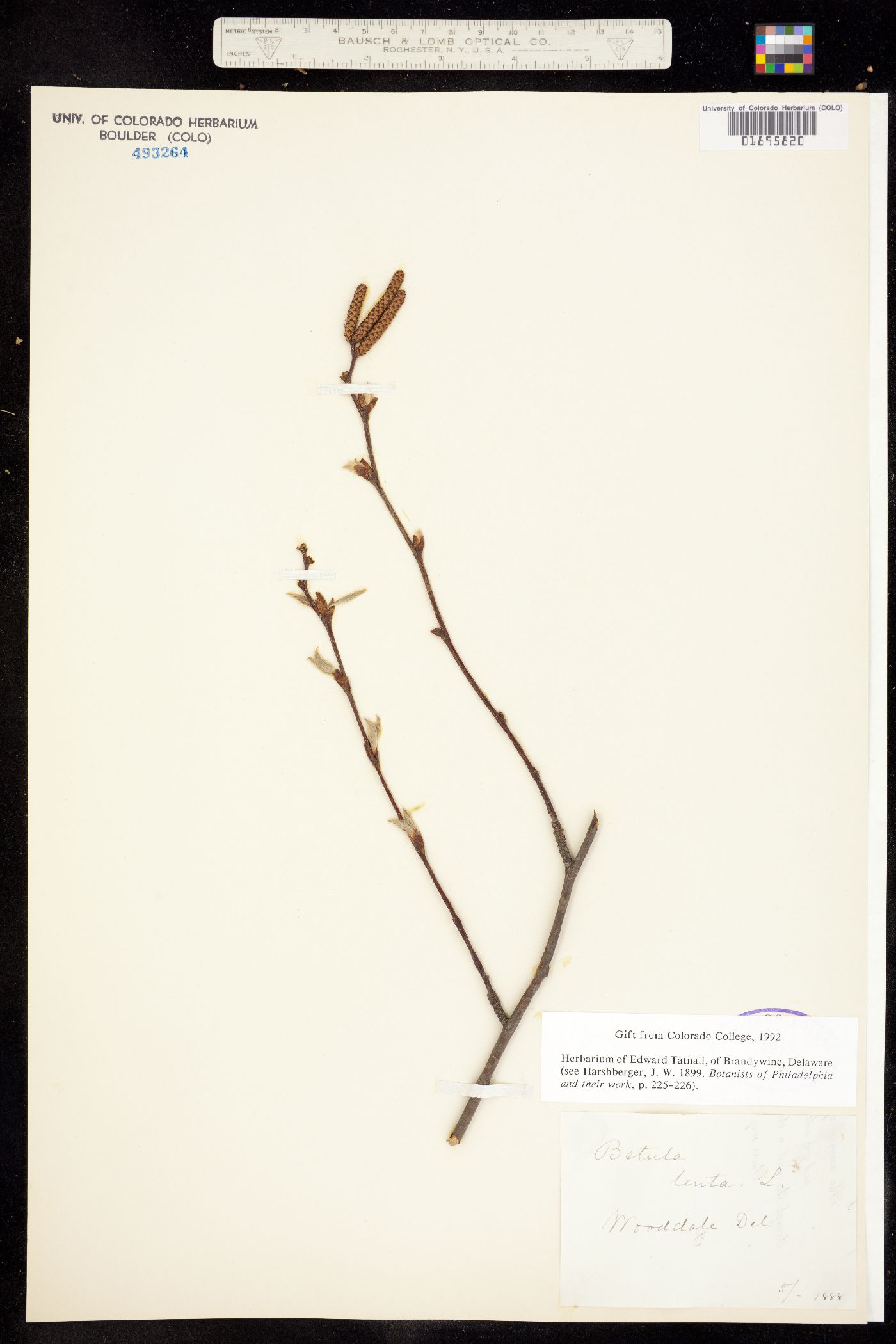 Betula lenta image