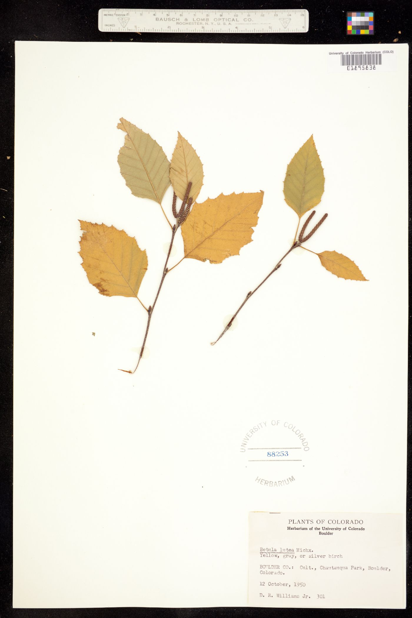 Betula alleghaniensis image