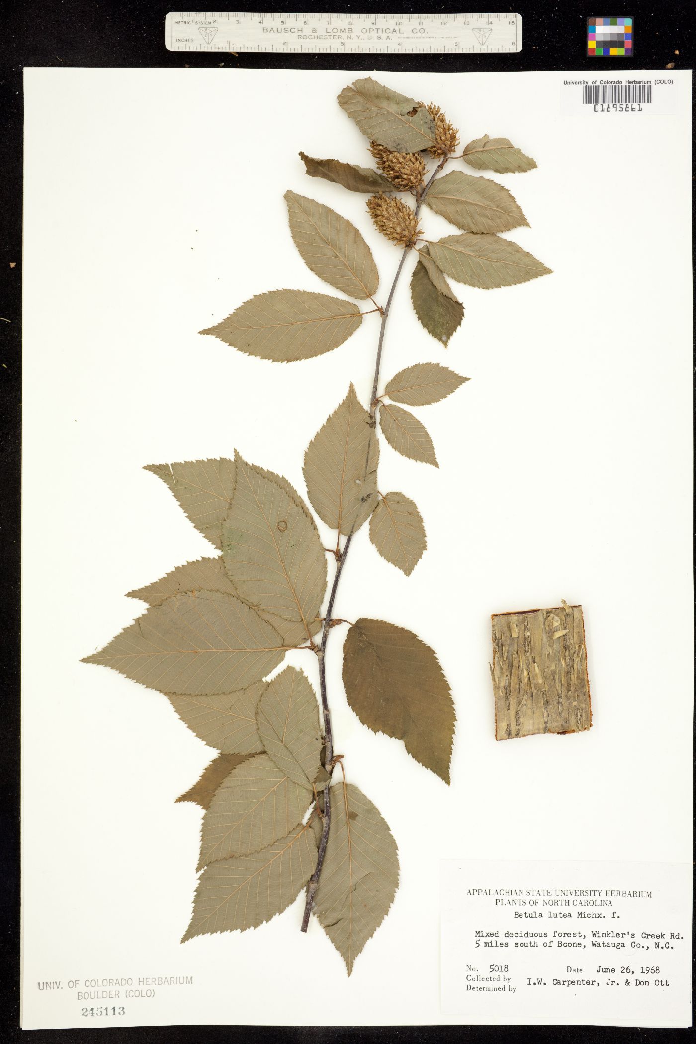Betula alleghaniensis image