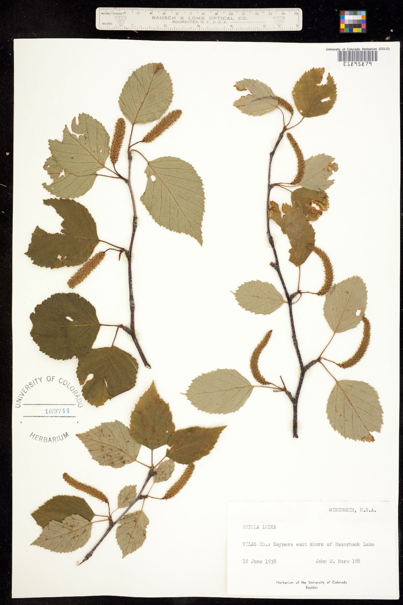 Betula alleghaniensis image