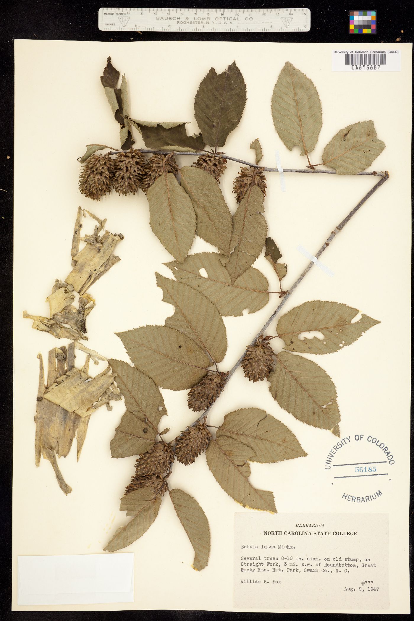 Betula alleghaniensis image