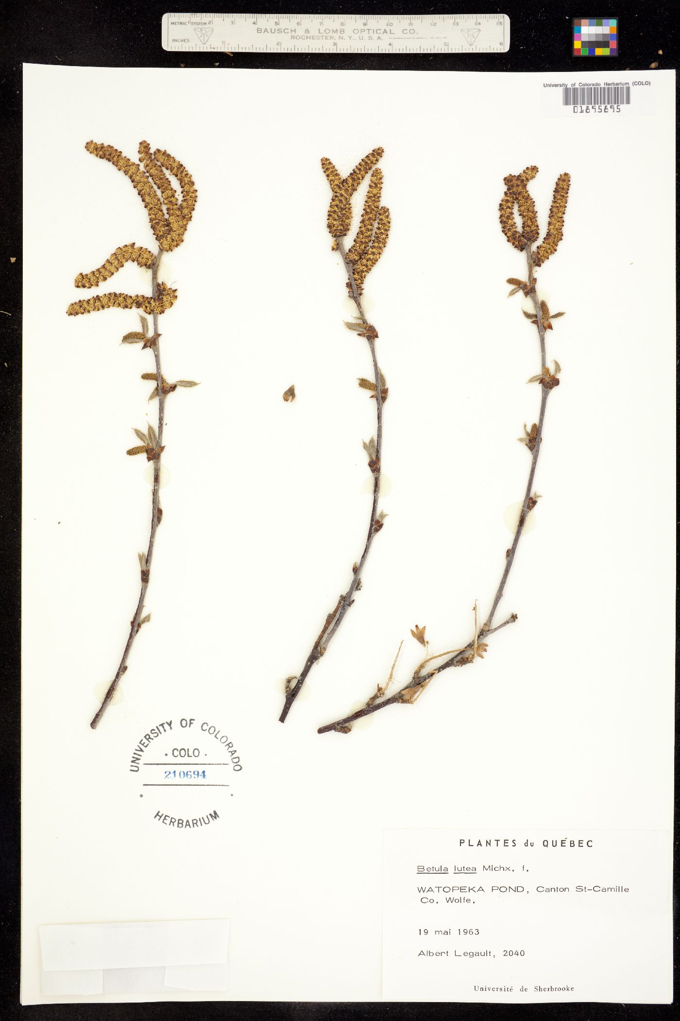 Betula alleghaniensis image