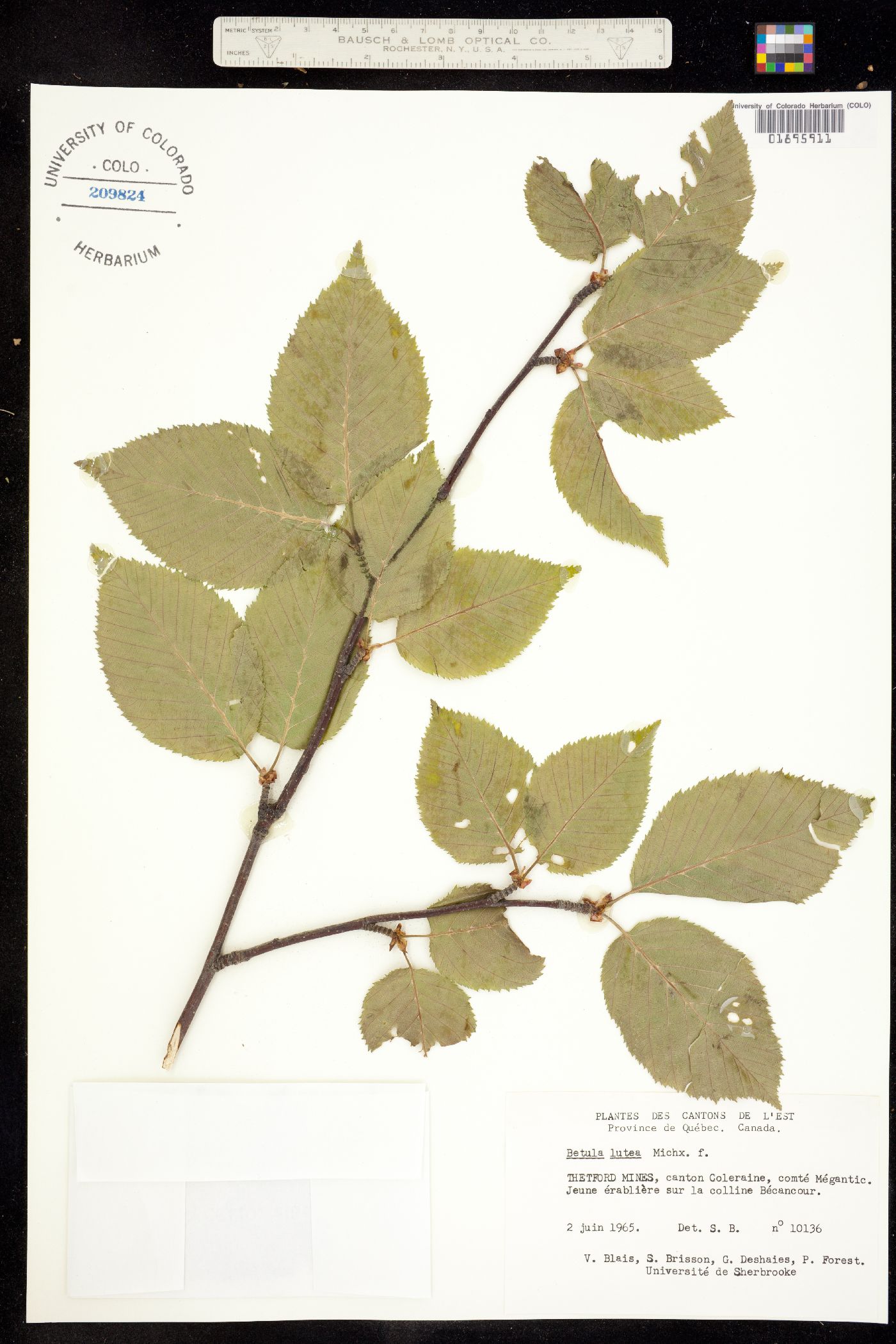 Betula lutea image