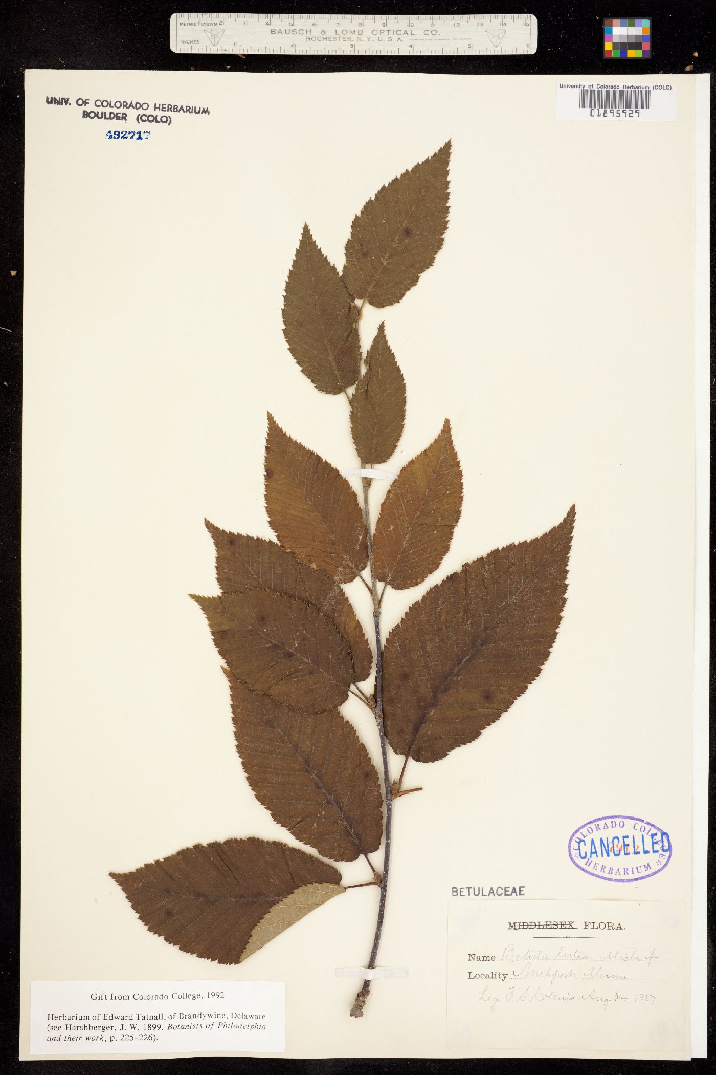 Betula alleghaniensis image