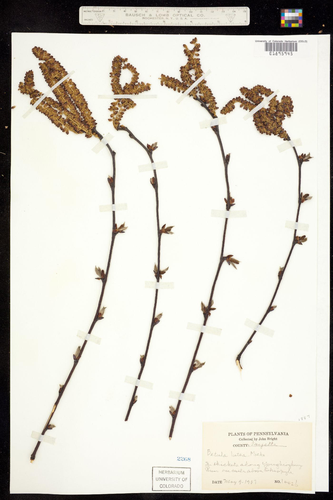 Betula alleghaniensis image