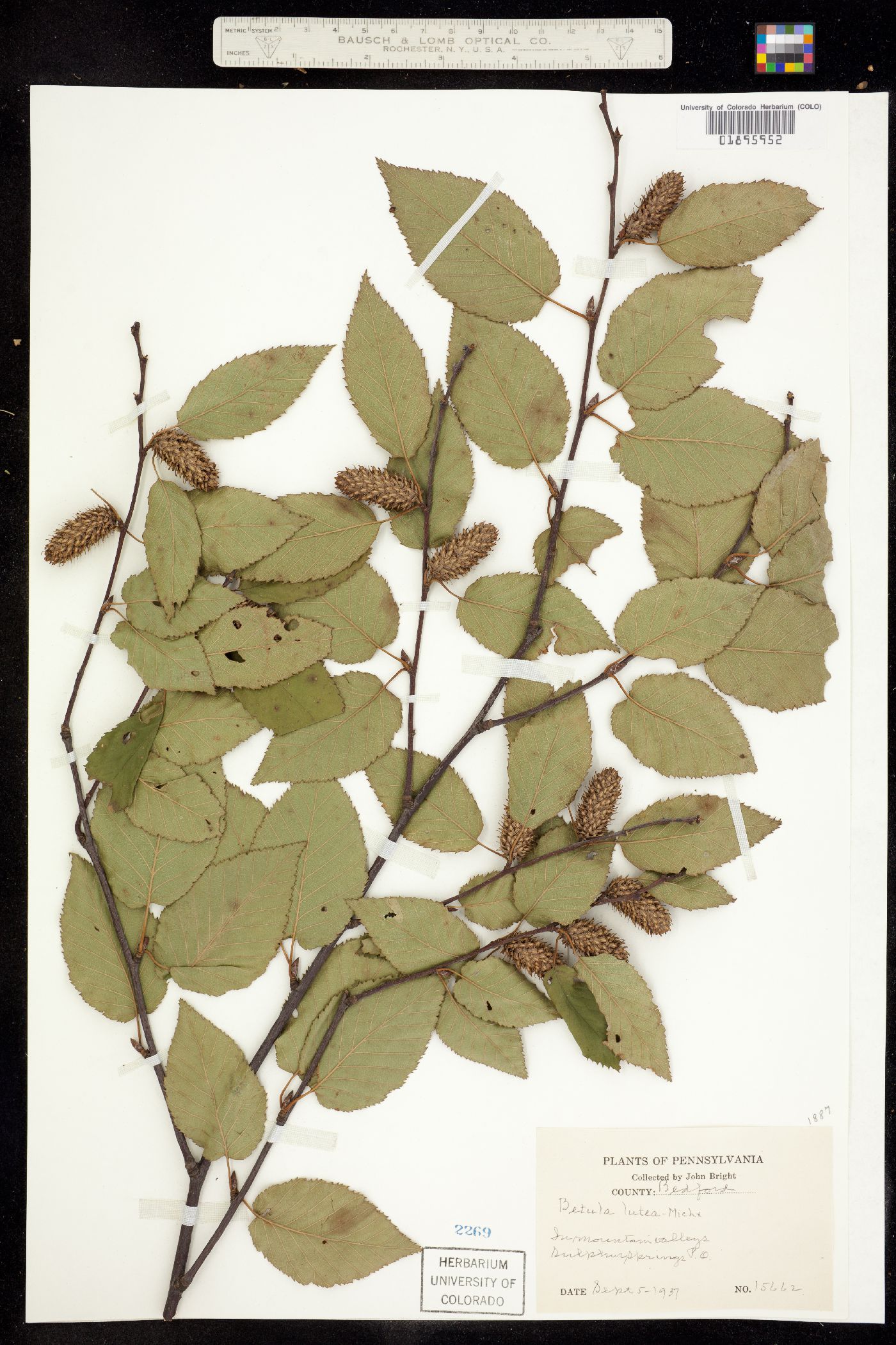 Betula alleghaniensis image