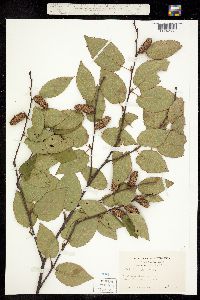 Image of Betula alleghaniensis