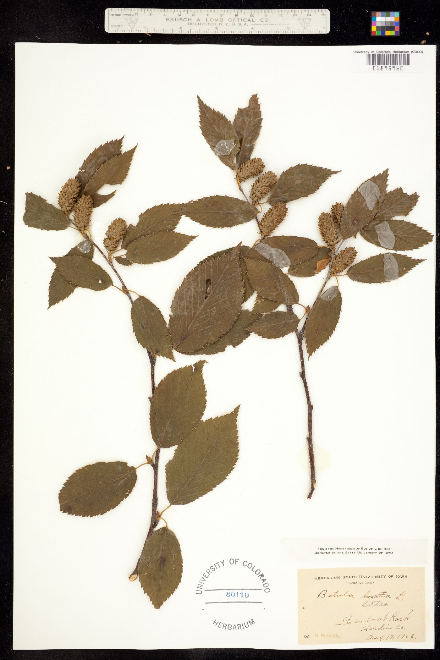 Betula alleghaniensis image