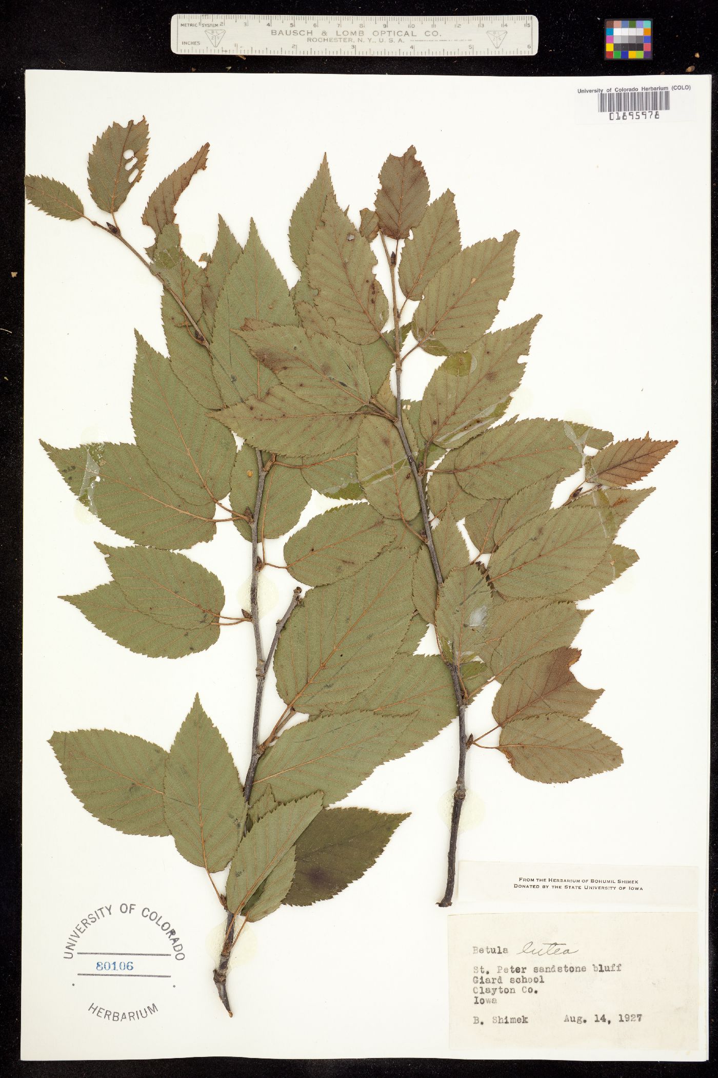 Betula alleghaniensis image