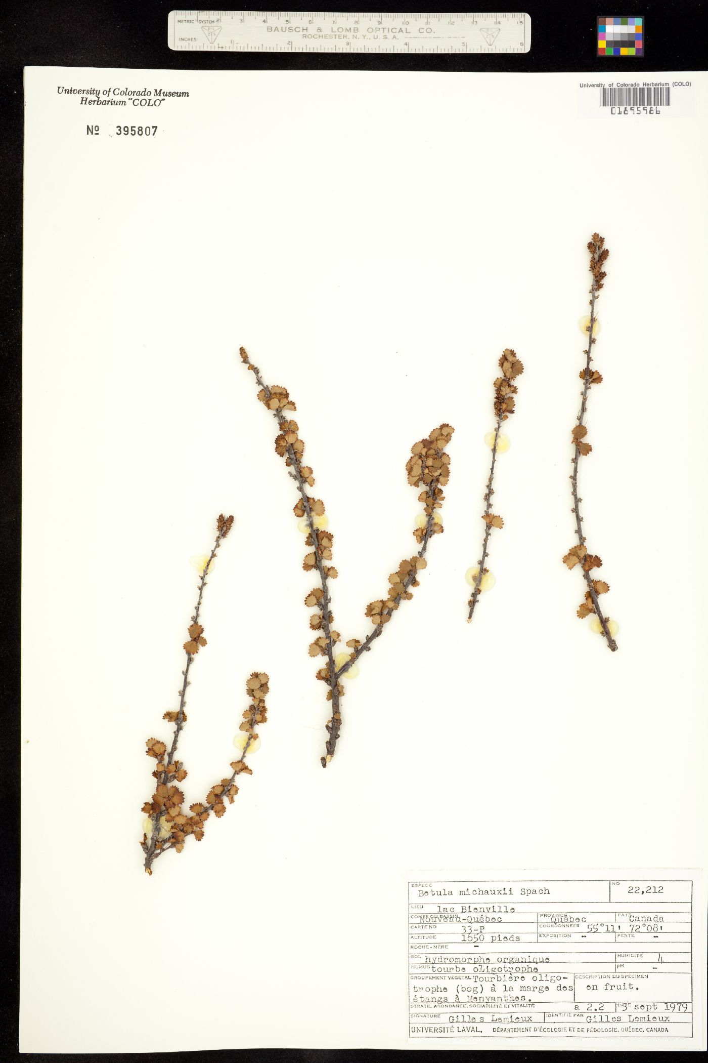 Betula michauxii image