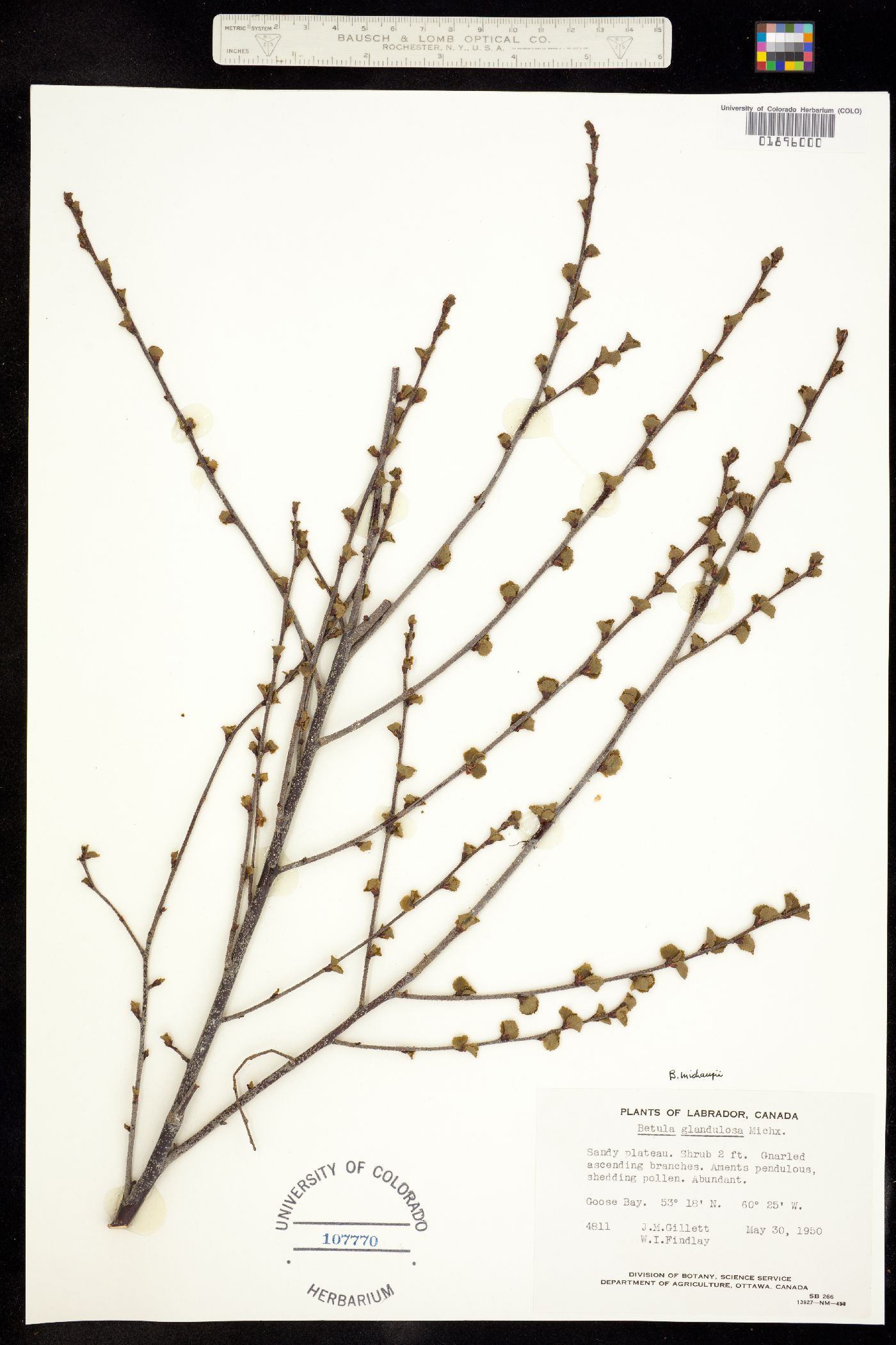 Betula michauxii image