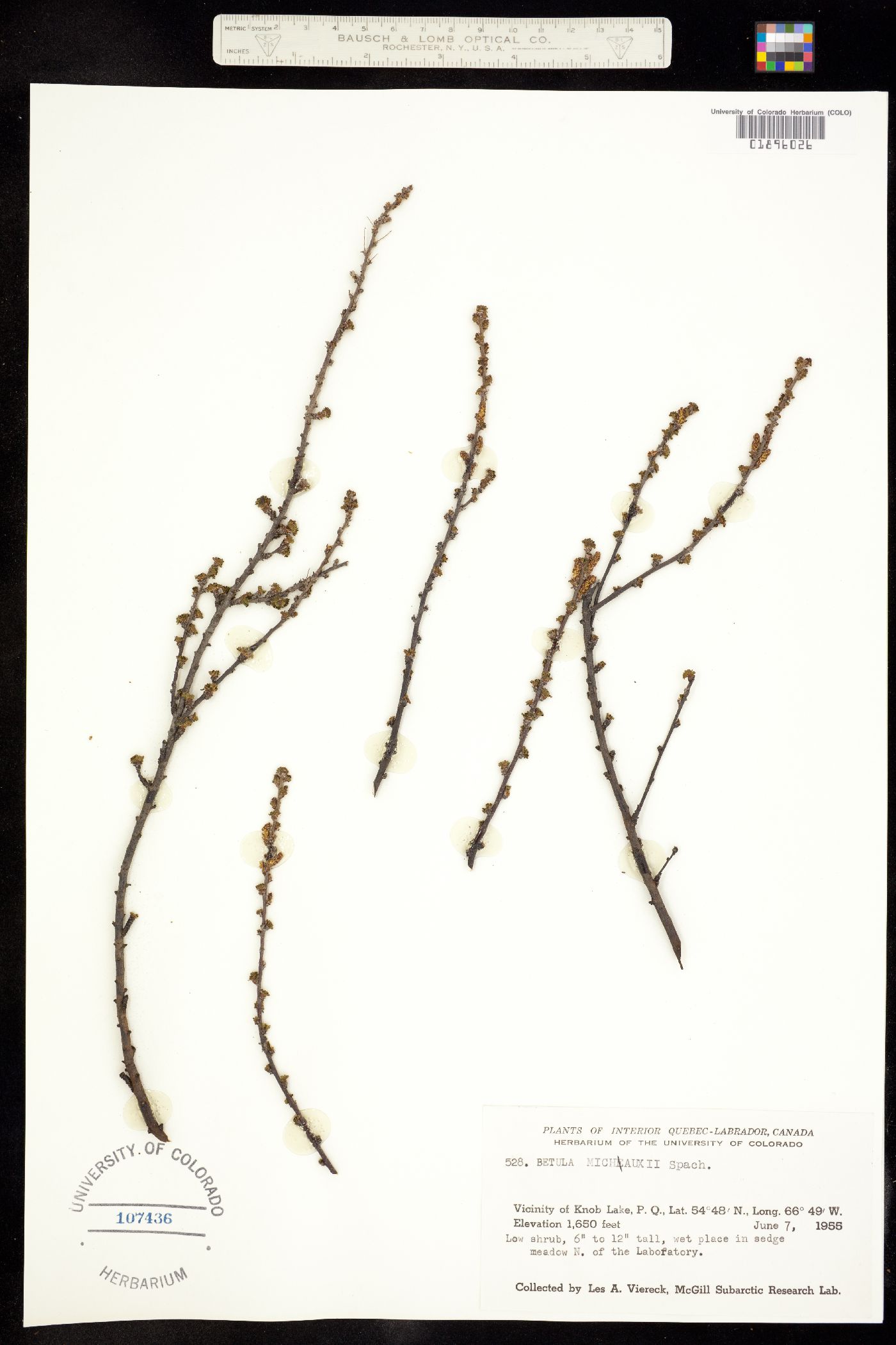 Betula michauxii image