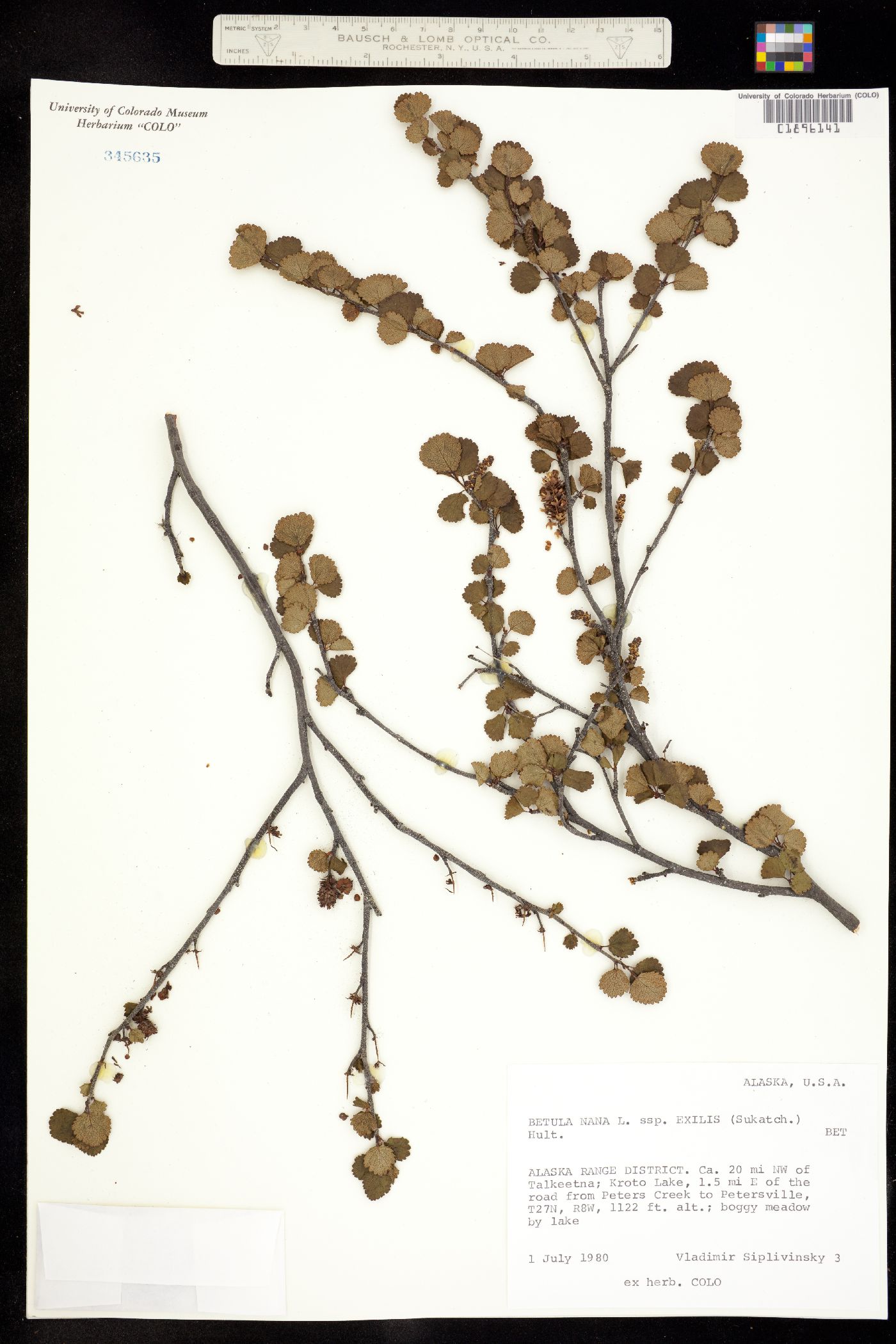 Betula nana image