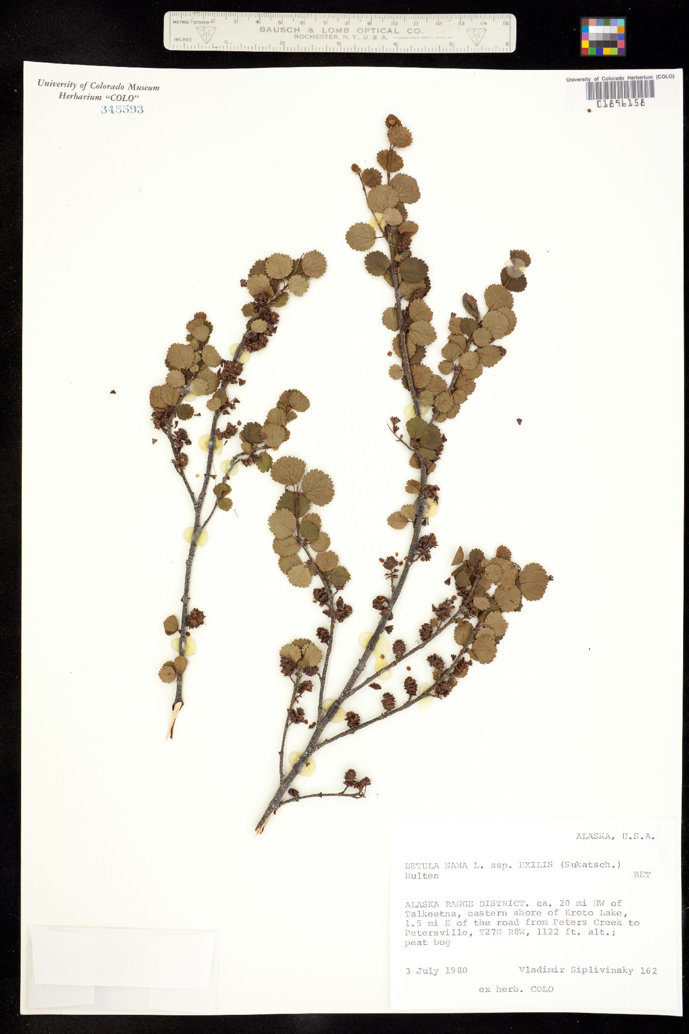 Betula nana image