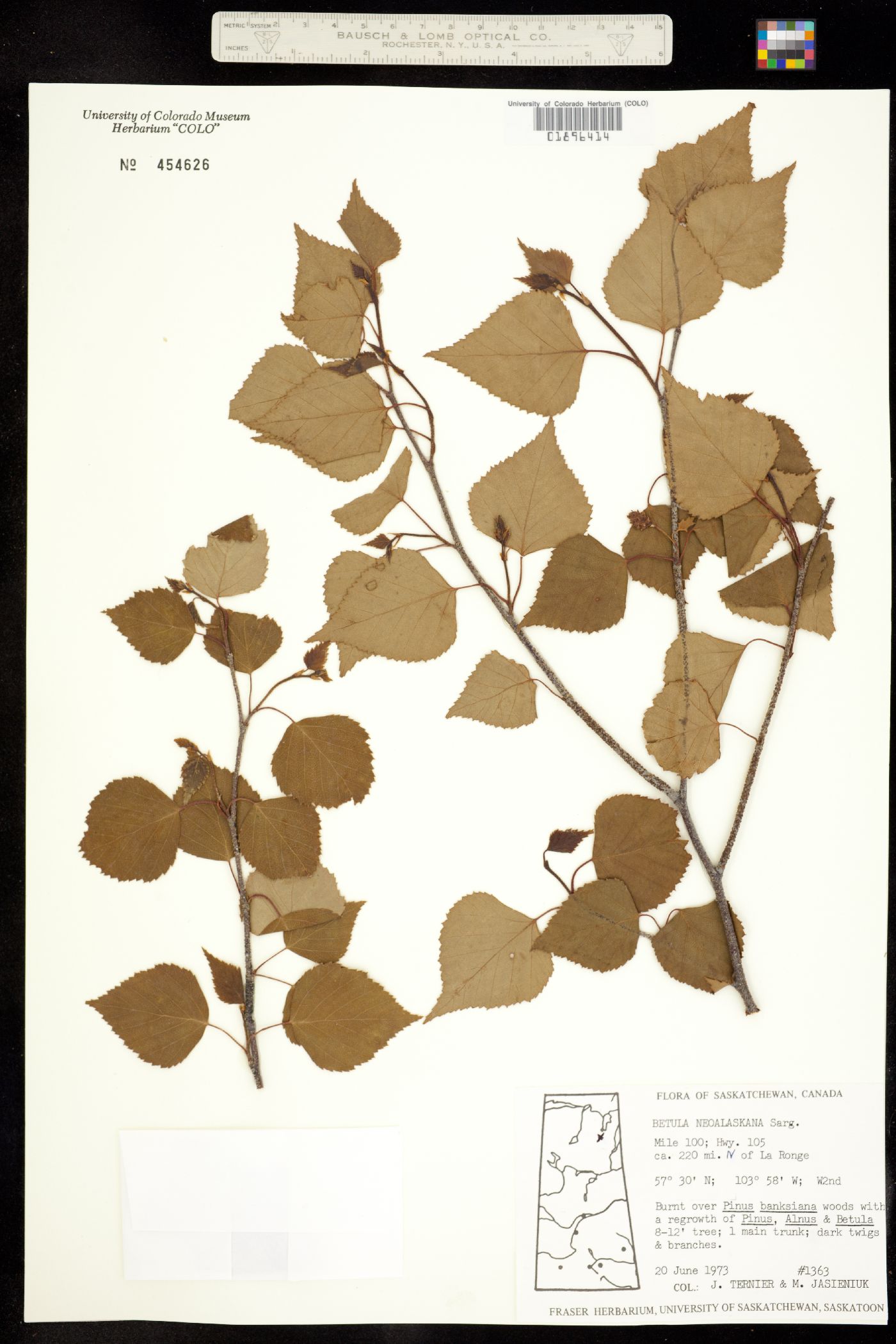 Betula neoalaskana image