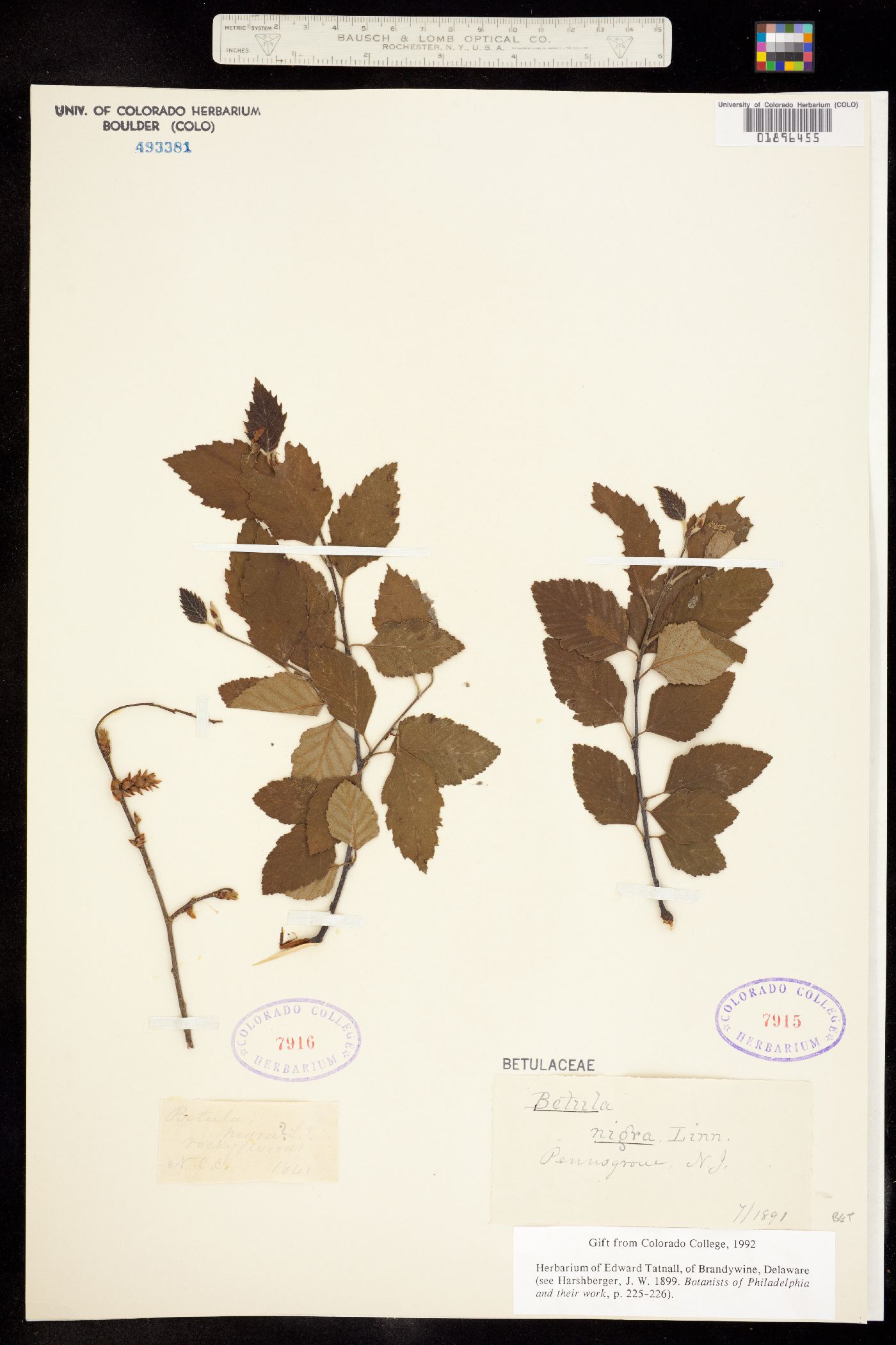 Betula nigra image