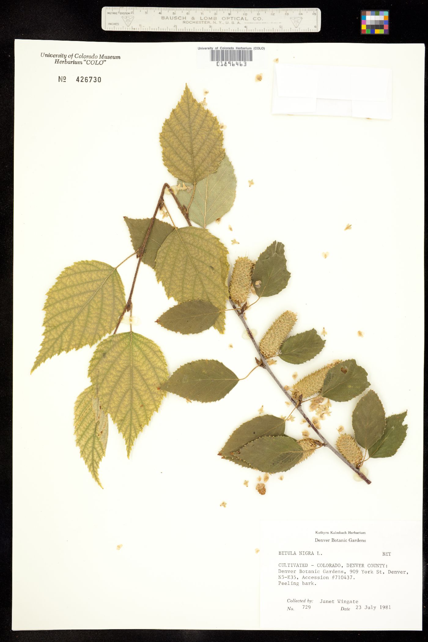 Betula nigra image