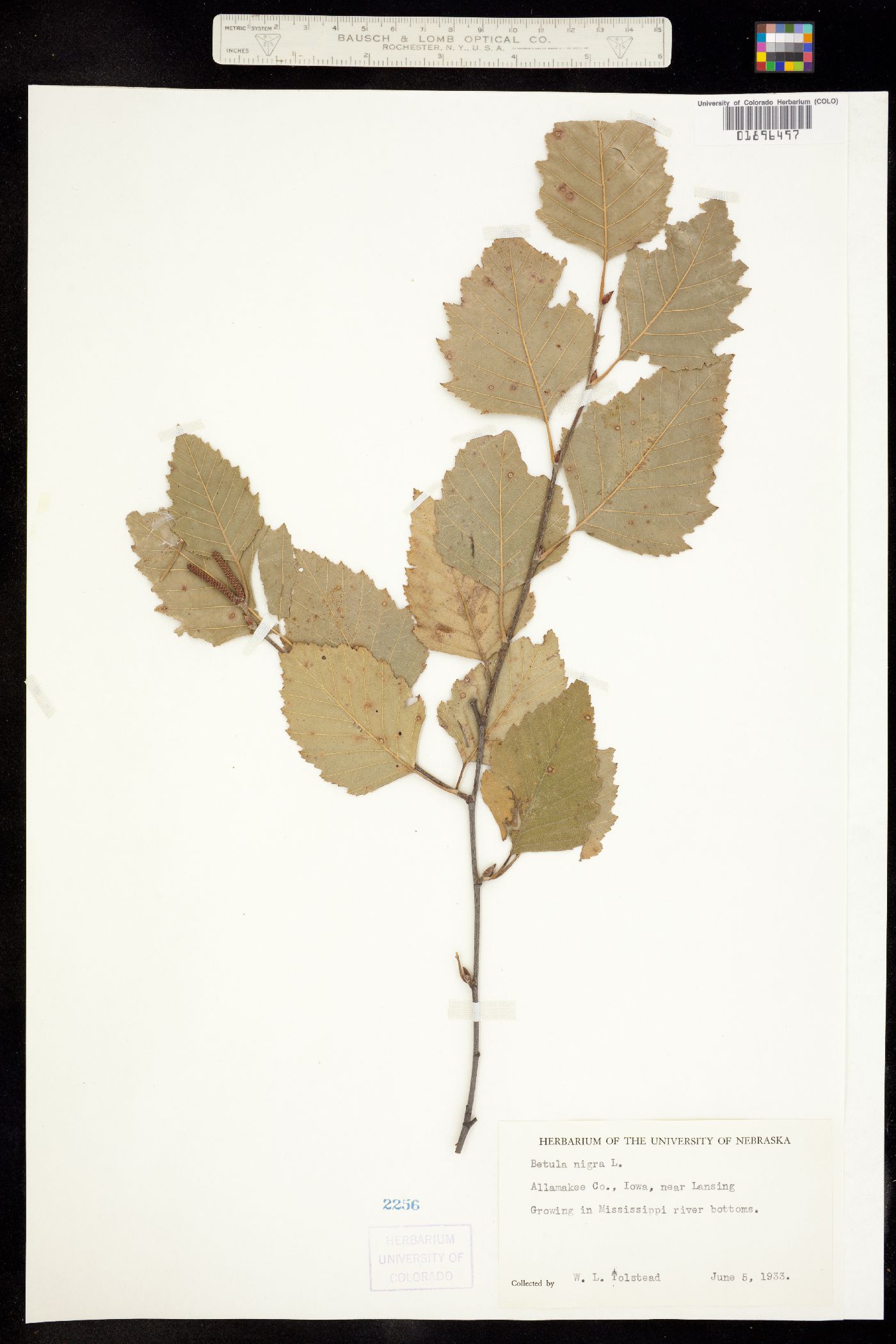 Betula nigra image
