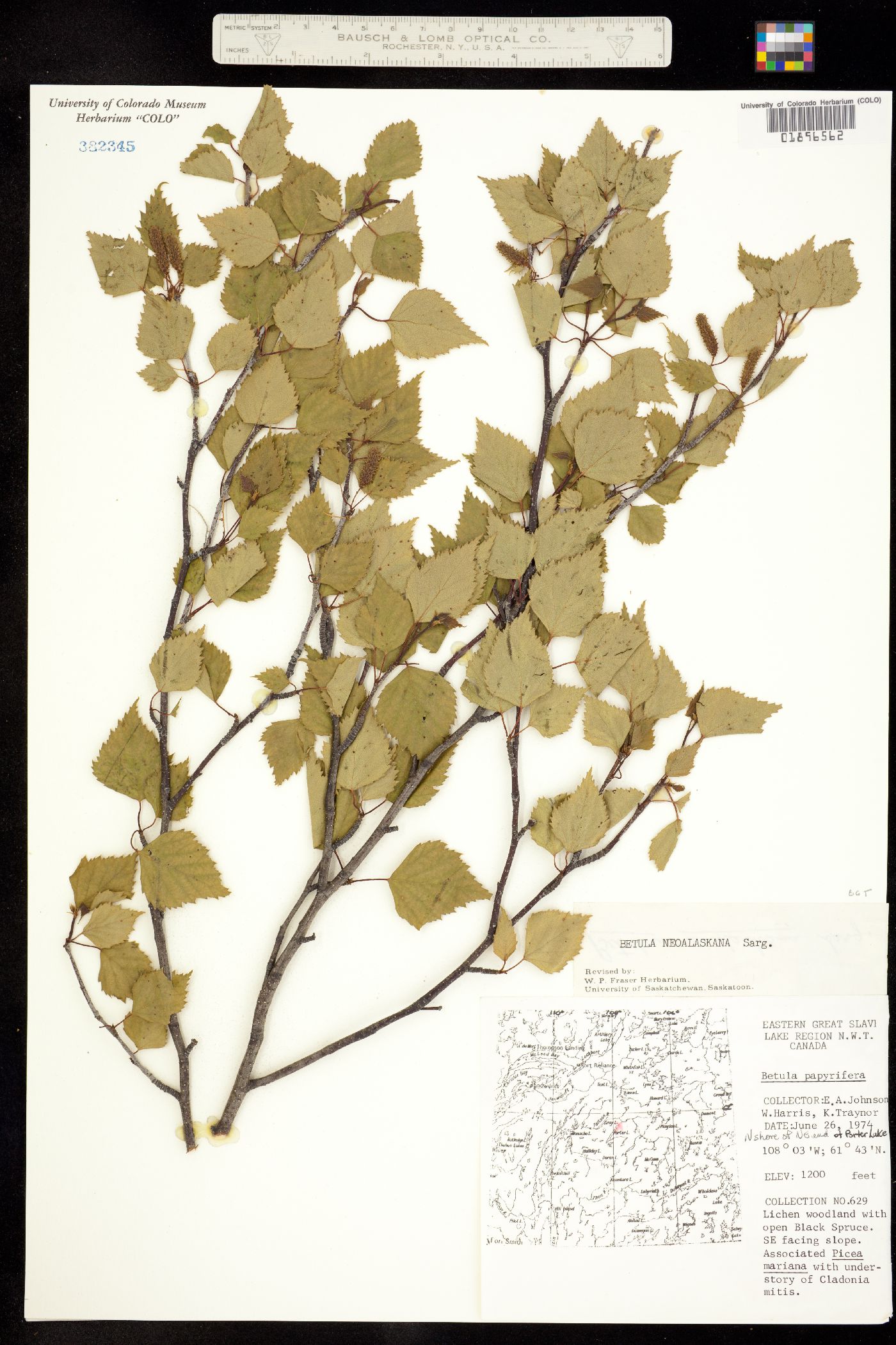 Betula papyrifera image