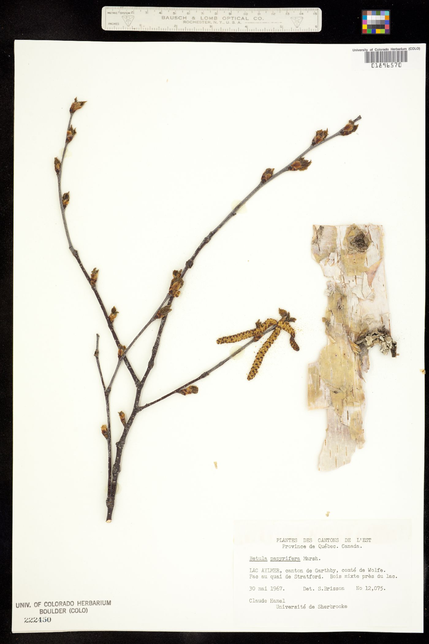 Betula papyrifera image