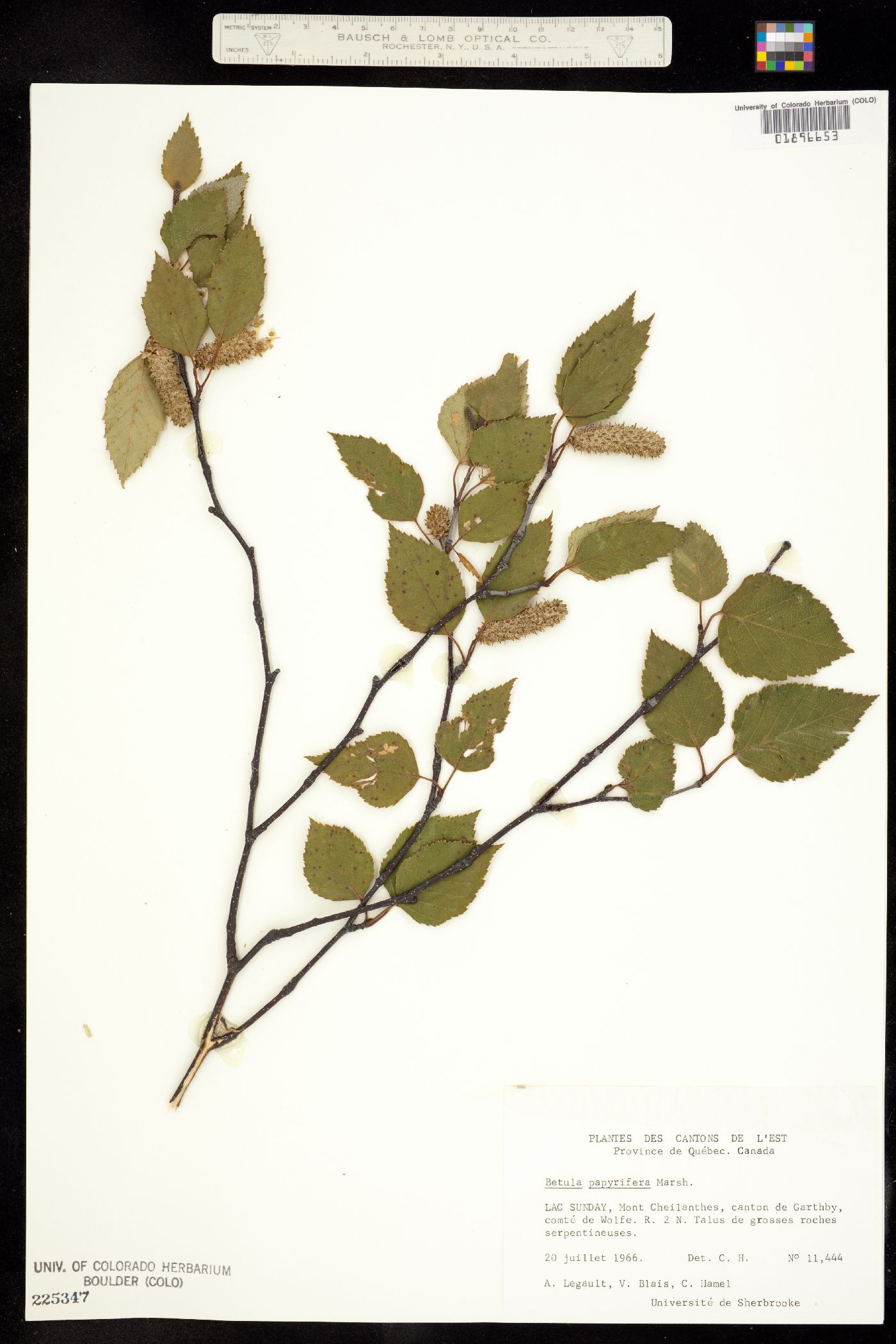 Betula papyrifera image
