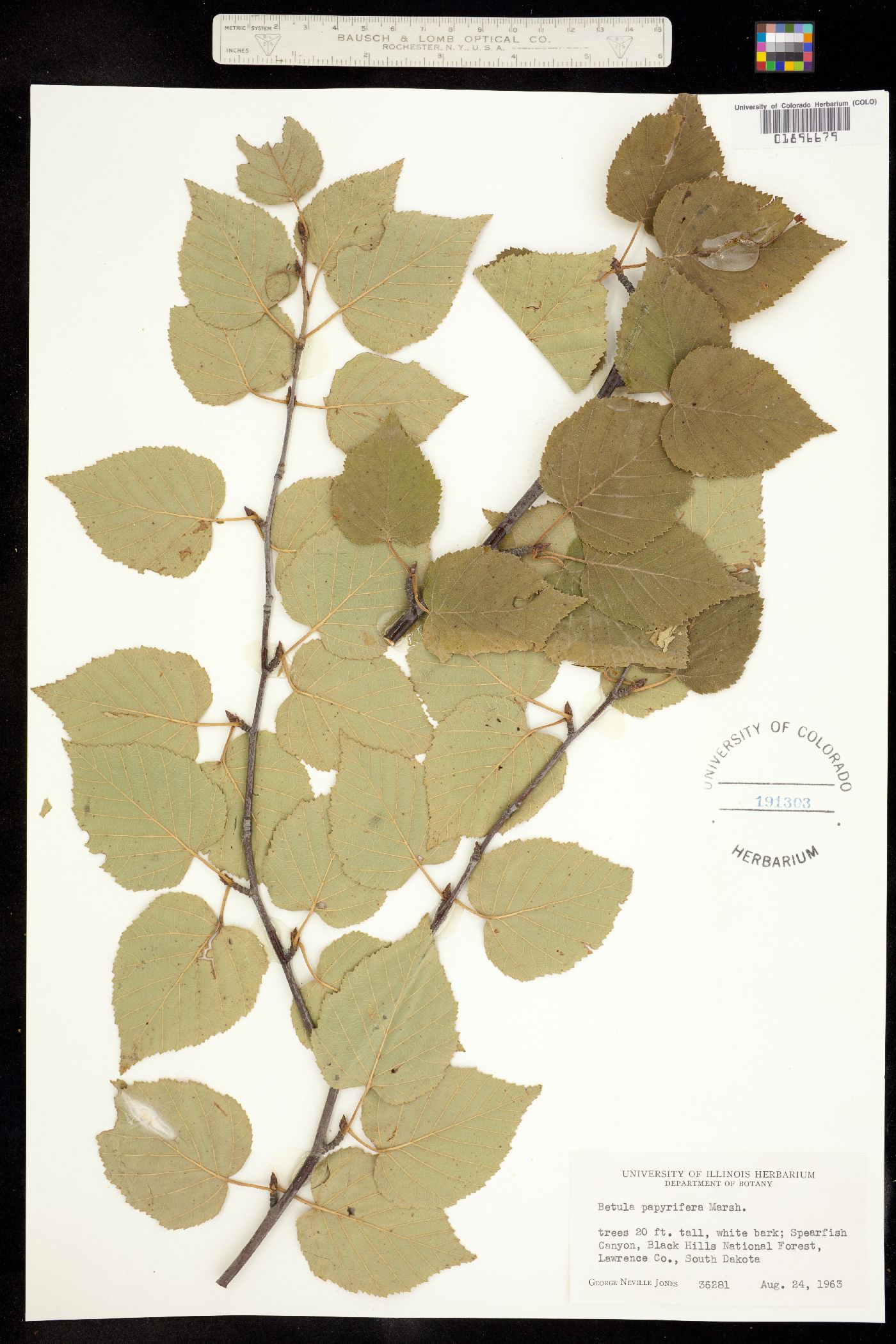 Betula papyrifera image