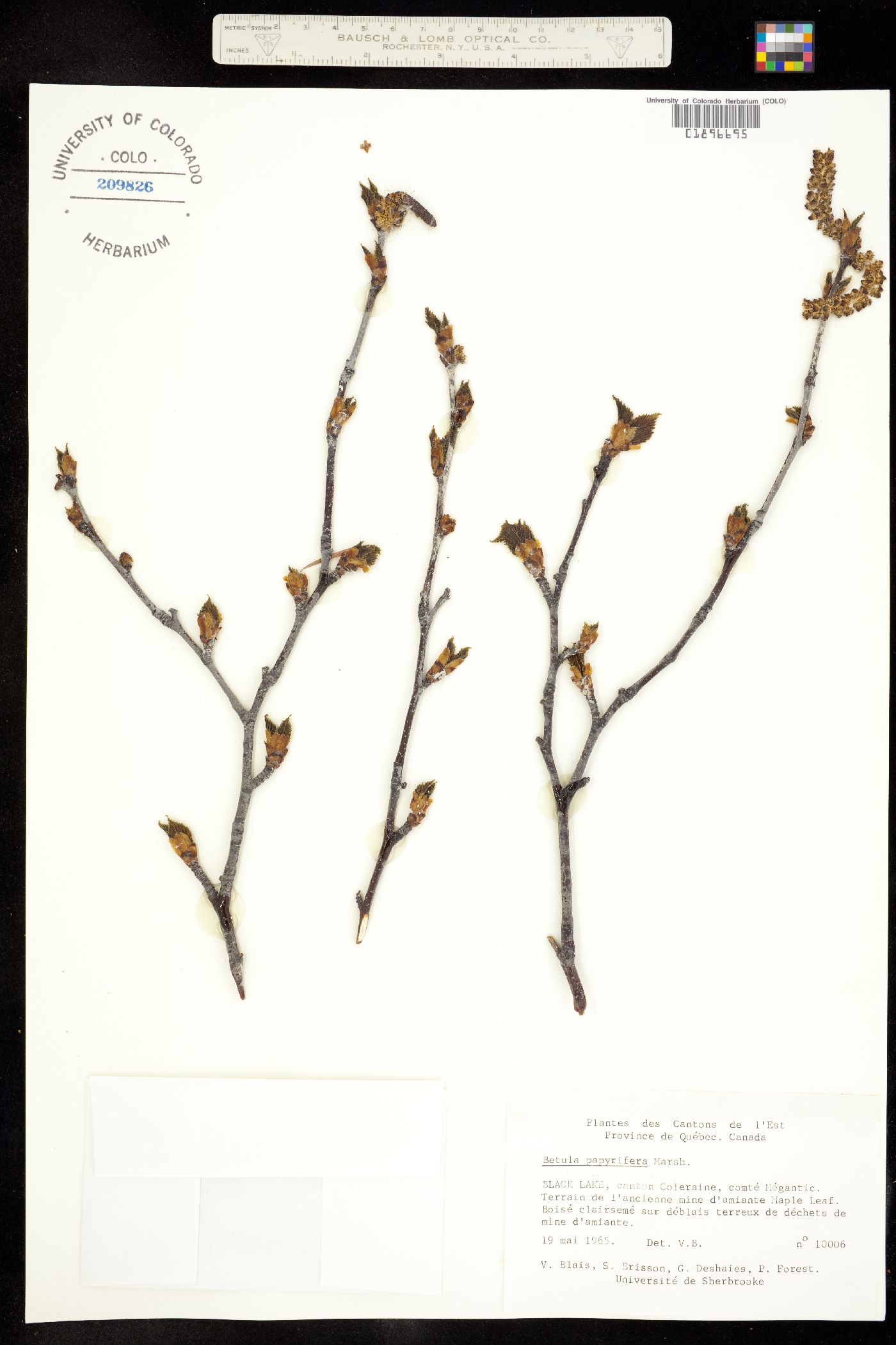 Betula papyrifera image